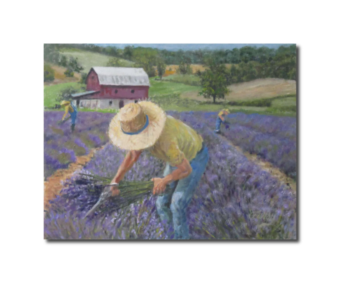Lavender Harvest Tom Furey