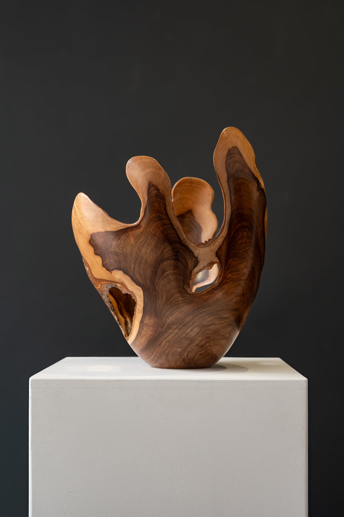 'WILD OLIVE WOOD' Rodney Band