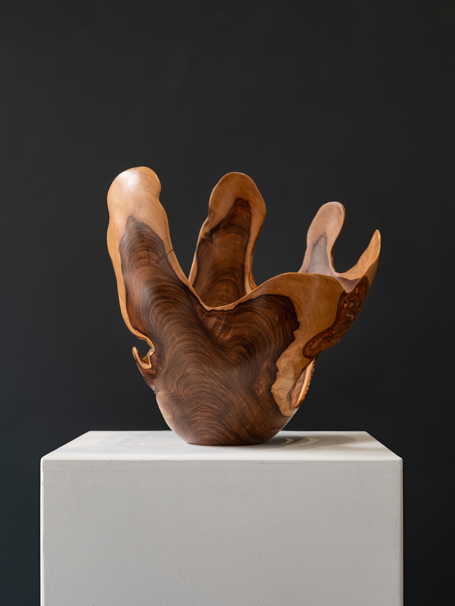 'WILD OLIVE WOOD' Rodney Band
