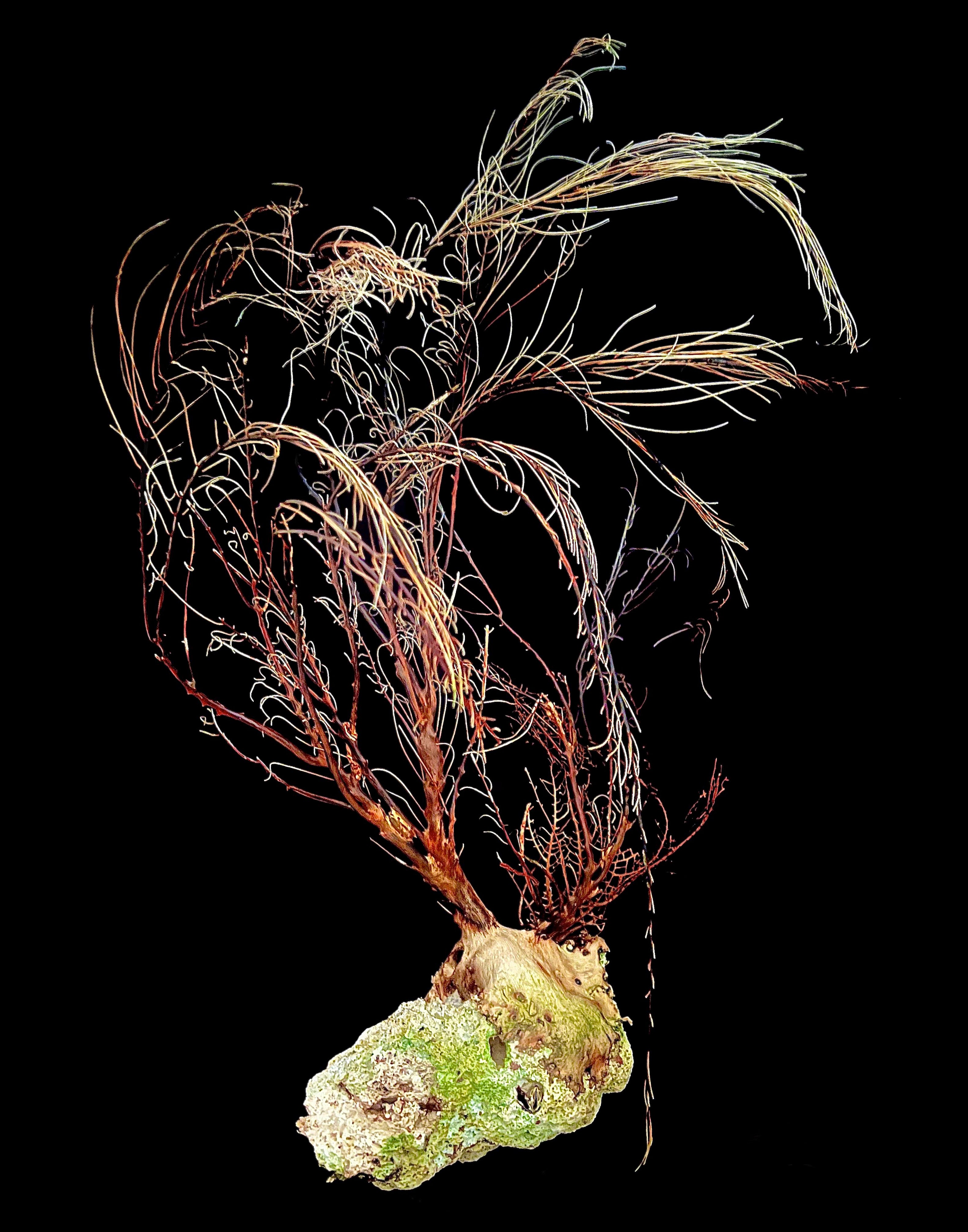PhotoArt 'CARIBBEAN REEF REMNANT I' Nancy Breakstone