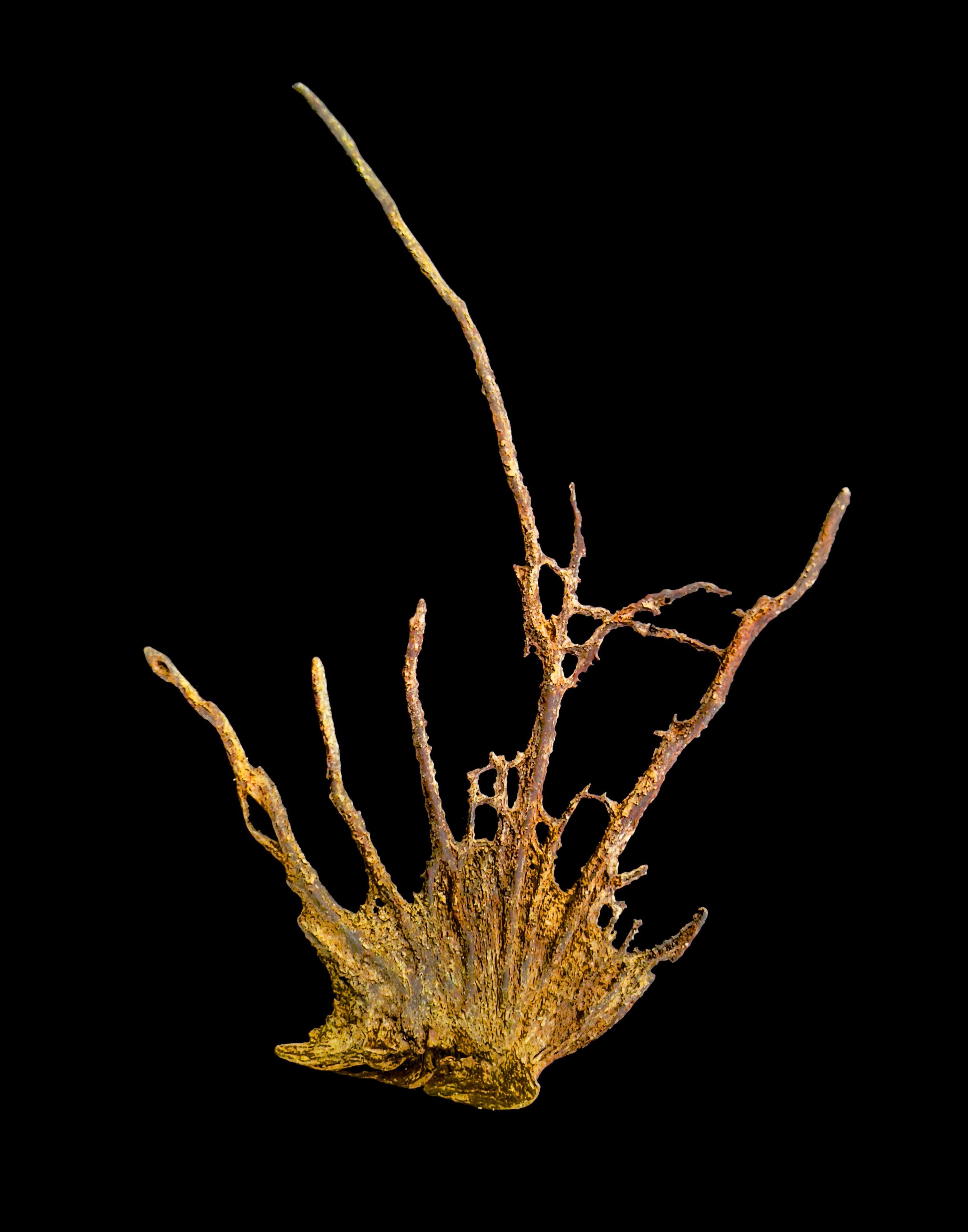 PhotoArt 'CARIBBEAN REEF REMNANT IV' Nancy Breakstone