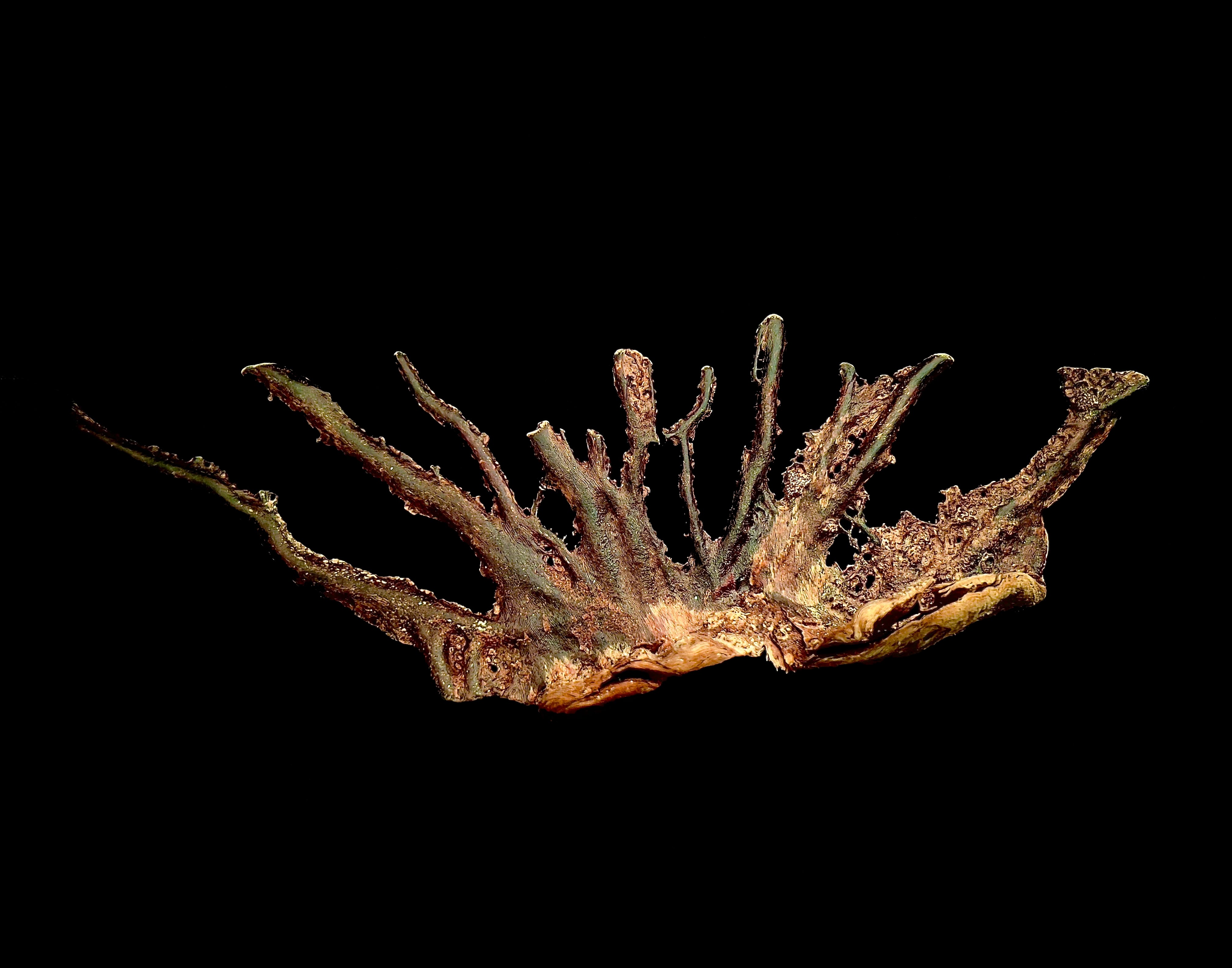 PhotoArt 'CARIBBEAN REEF REMNANT V' Nancy Breakstone