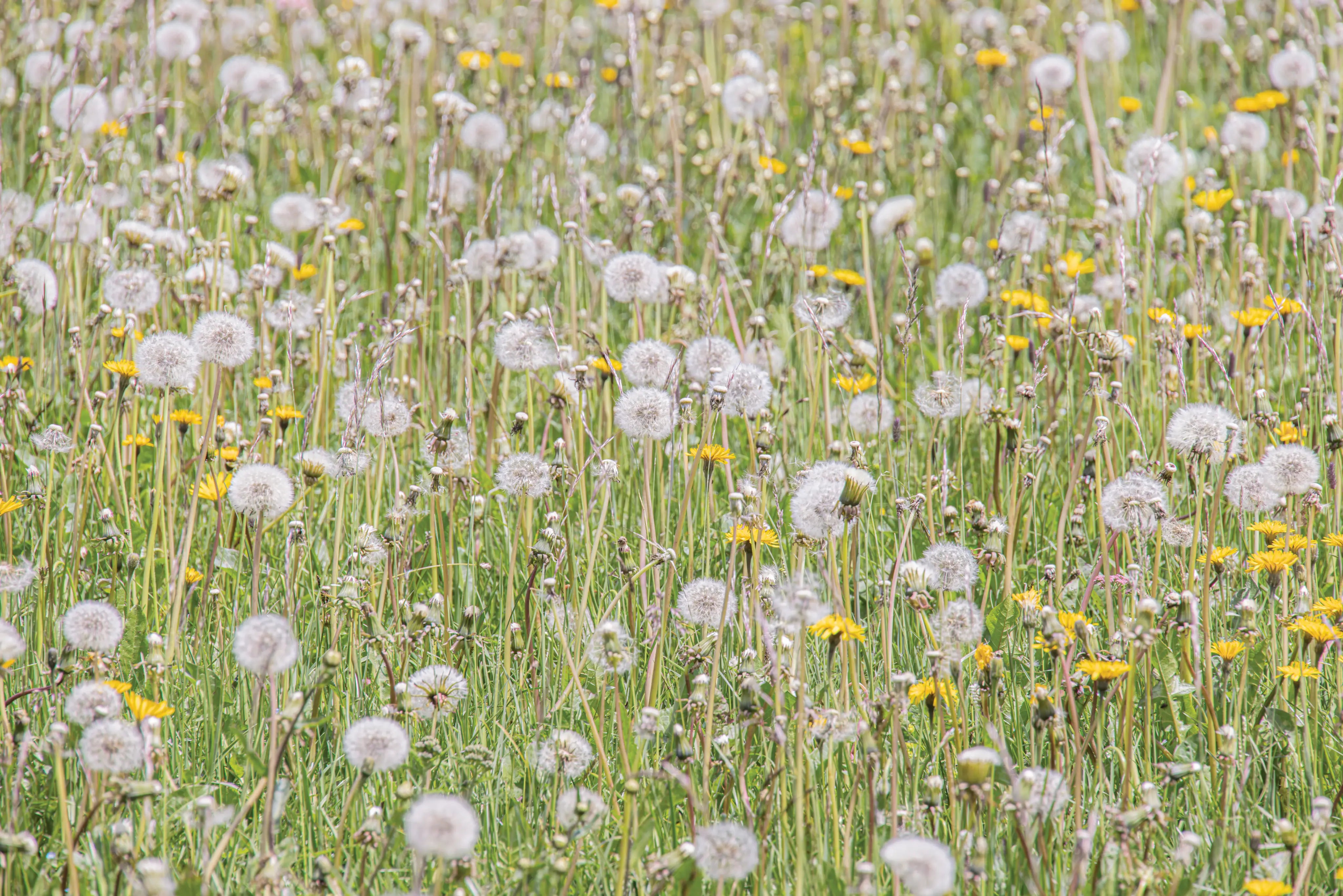 photography Prints 'FIELD OF FLOWERS' Erin Rudzinski