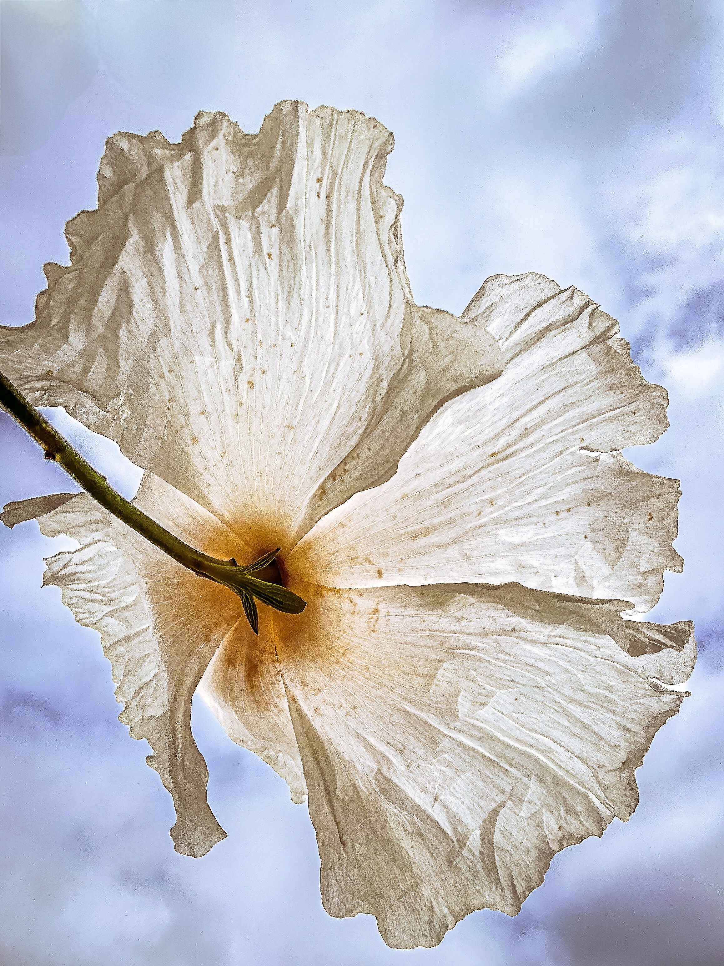 Photography Matilija Poppy melissaogara.photography