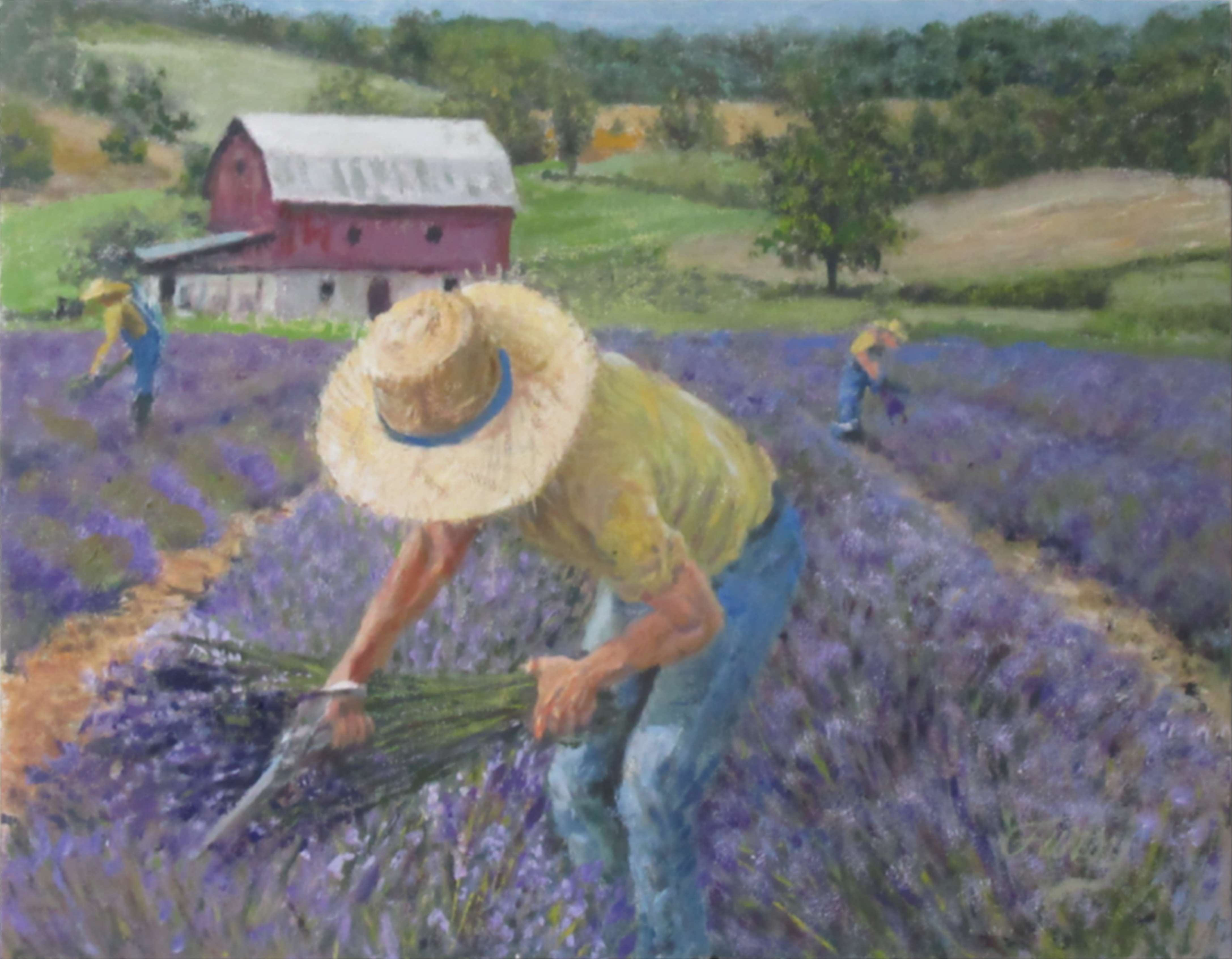 Lavender Harvest Tom Furey