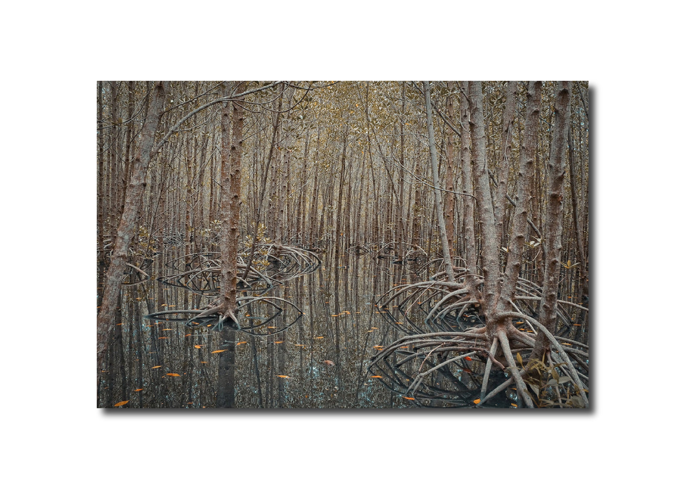 PhotoArt 'DRAWN WITHIN' - Photograph Print on Archival Paper Aeson Baldevia