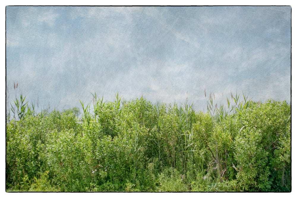 PhotoArt Prints 'BEACH BRIAR' Danielle Neumann Kelly