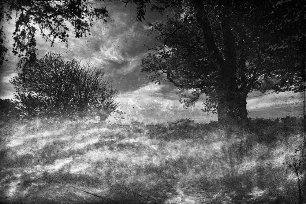 PhotoArt Prints 'CLOUDS IN TREES' Danielle Neumann Kelly