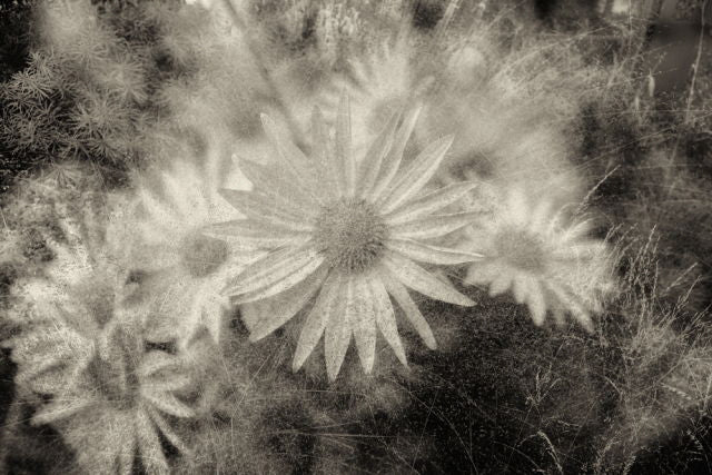 PhotoArt Prints 'DAISYS' Danielle Neumann Kelly