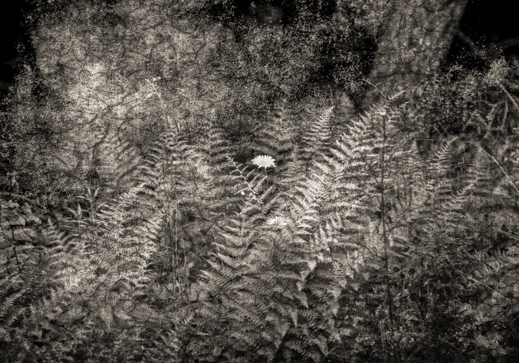 PhotoArt Prints 'FERNS' Danielle Neumann Kelly