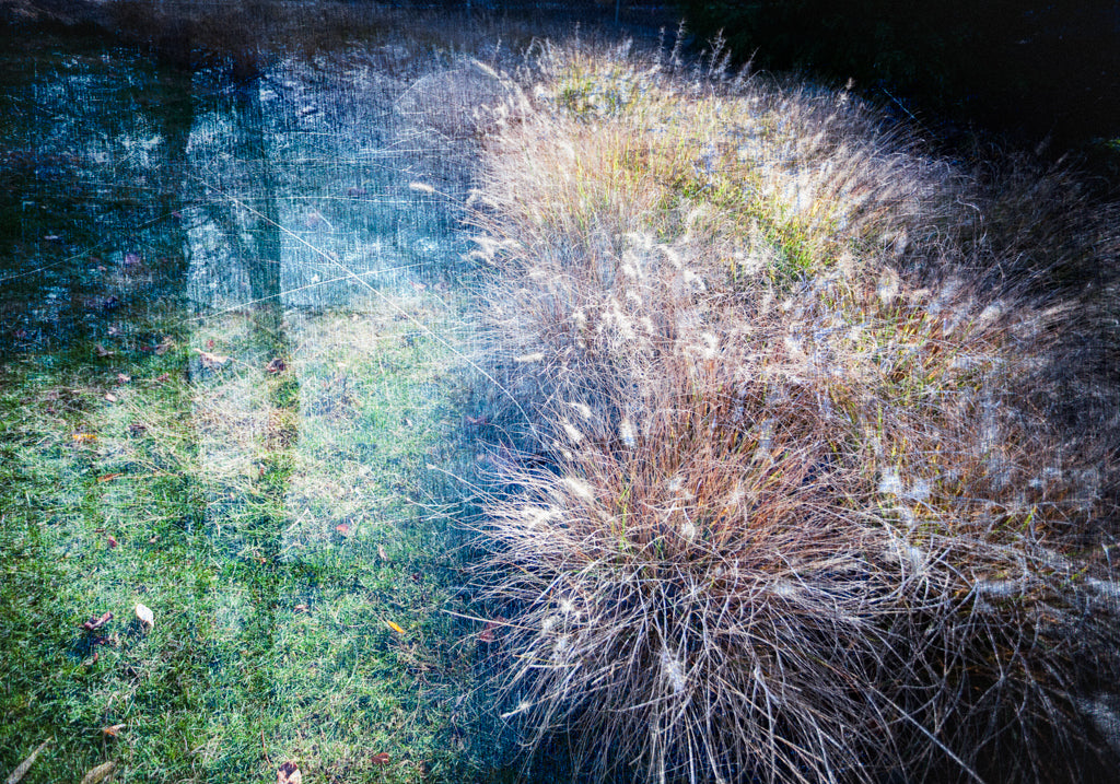 PhotoArt Prints 'GRASSES' Danielle Neumann Kelly