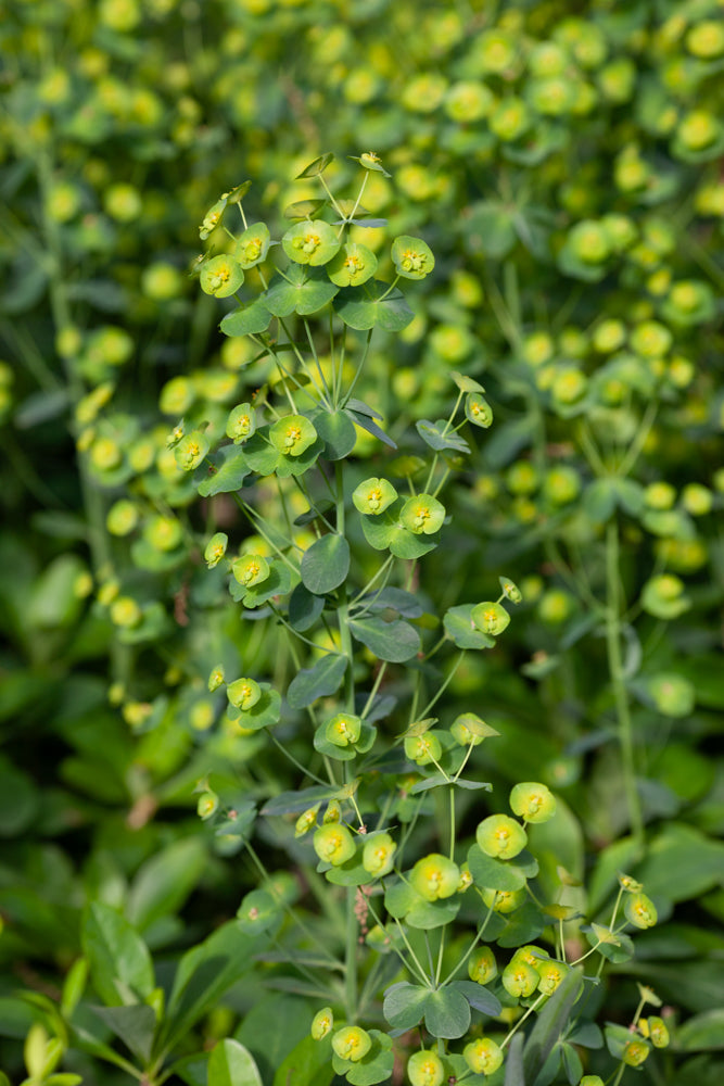 PhotoArt Prints 'GREENERY' Danielle Neumann Kelly