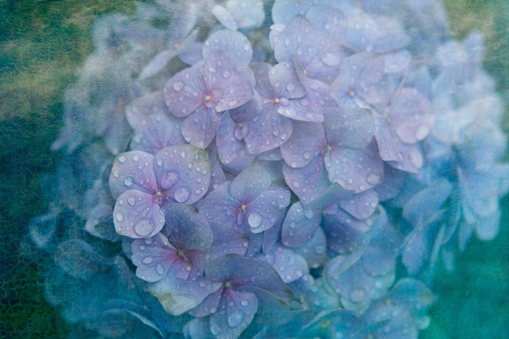PhotoArt Prints 'HYDRANGEA' Danielle Neumann Kelly