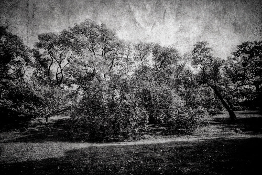 PhotoArt Prints 'LIFE OF TREES' Danielle Neumann Kelly