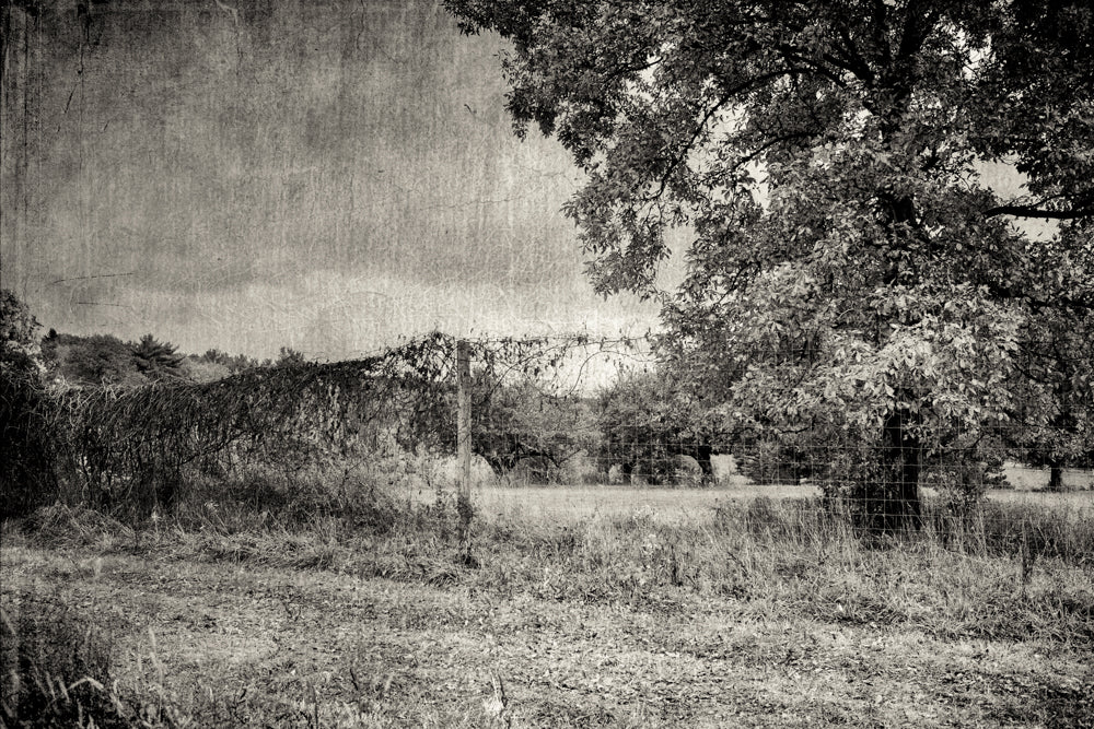 PhotoArt Prints 'ORCHARD B/W' Danielle Neumann Kelly