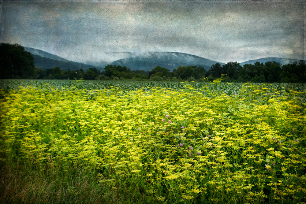 PhotoArt Prints 'SCHOHARIE WILDFLOWERS' Danielle Neumann Kelly