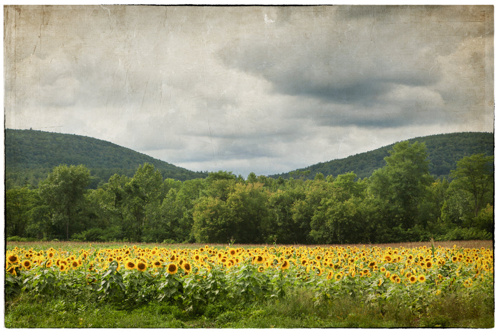 PhotoArt Prints 'SUNFLOWERS' Danielle Neumann Kelly