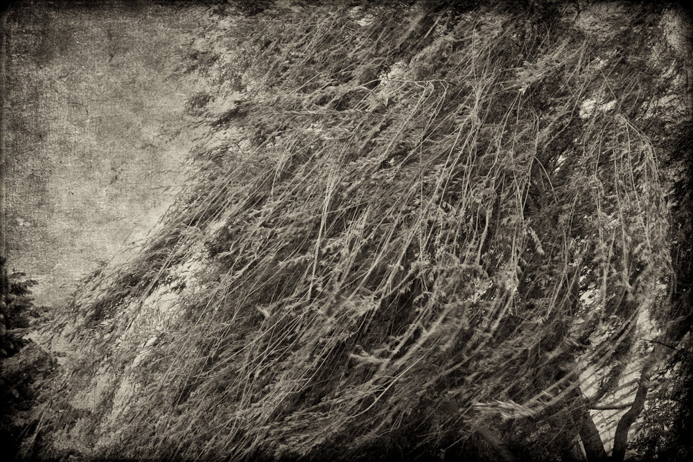 PhotoArt Prints 'TEXTURED TREES 1' Danielle Neumann Kelly