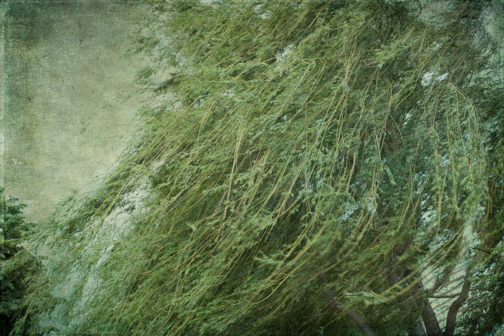 PhotoArt Prints 'TEXTURED TREES 2' Danielle Neumann Kelly