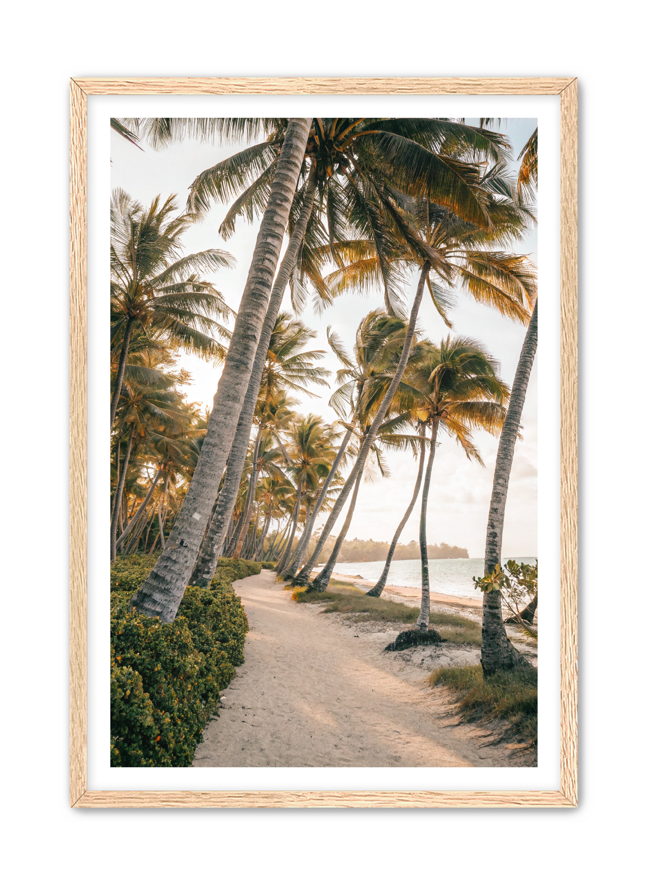 Apricus Prints Beaches 'Driftwood Dreams' Apricus Art Collection