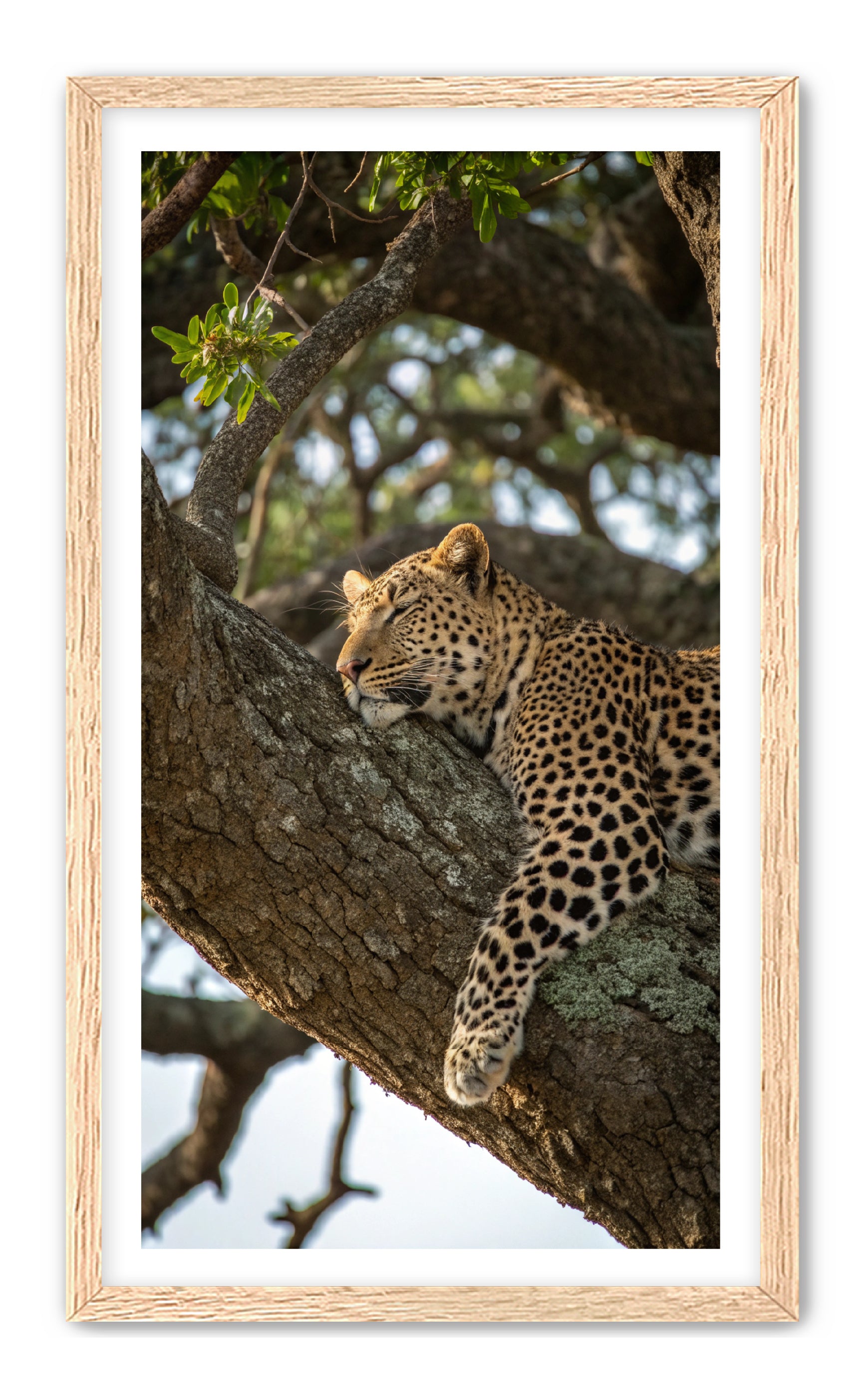 Apricus Prints 'Nap Time' Apricus Art Collection