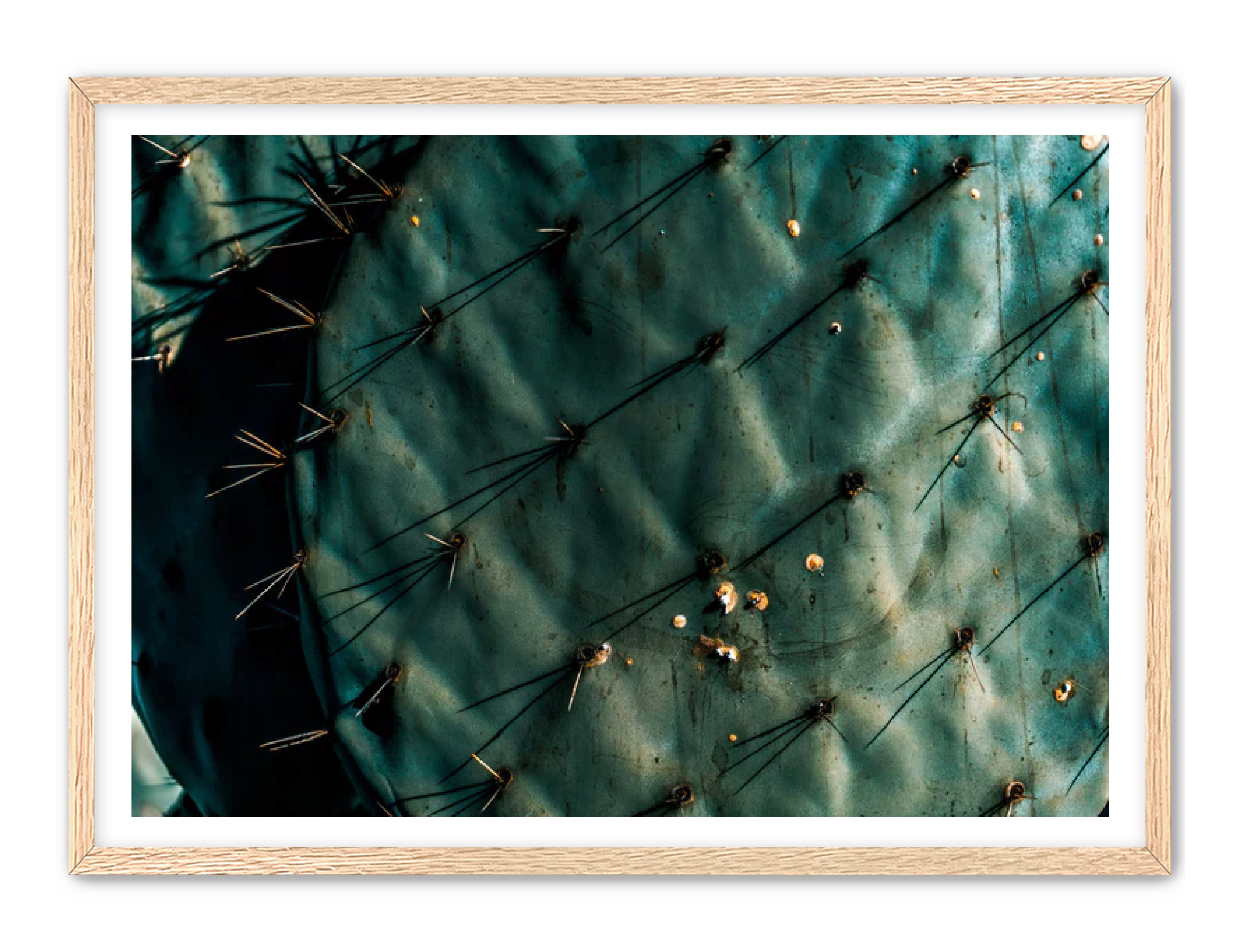 Photography Prints 'Nopal Azul' Reed Decker