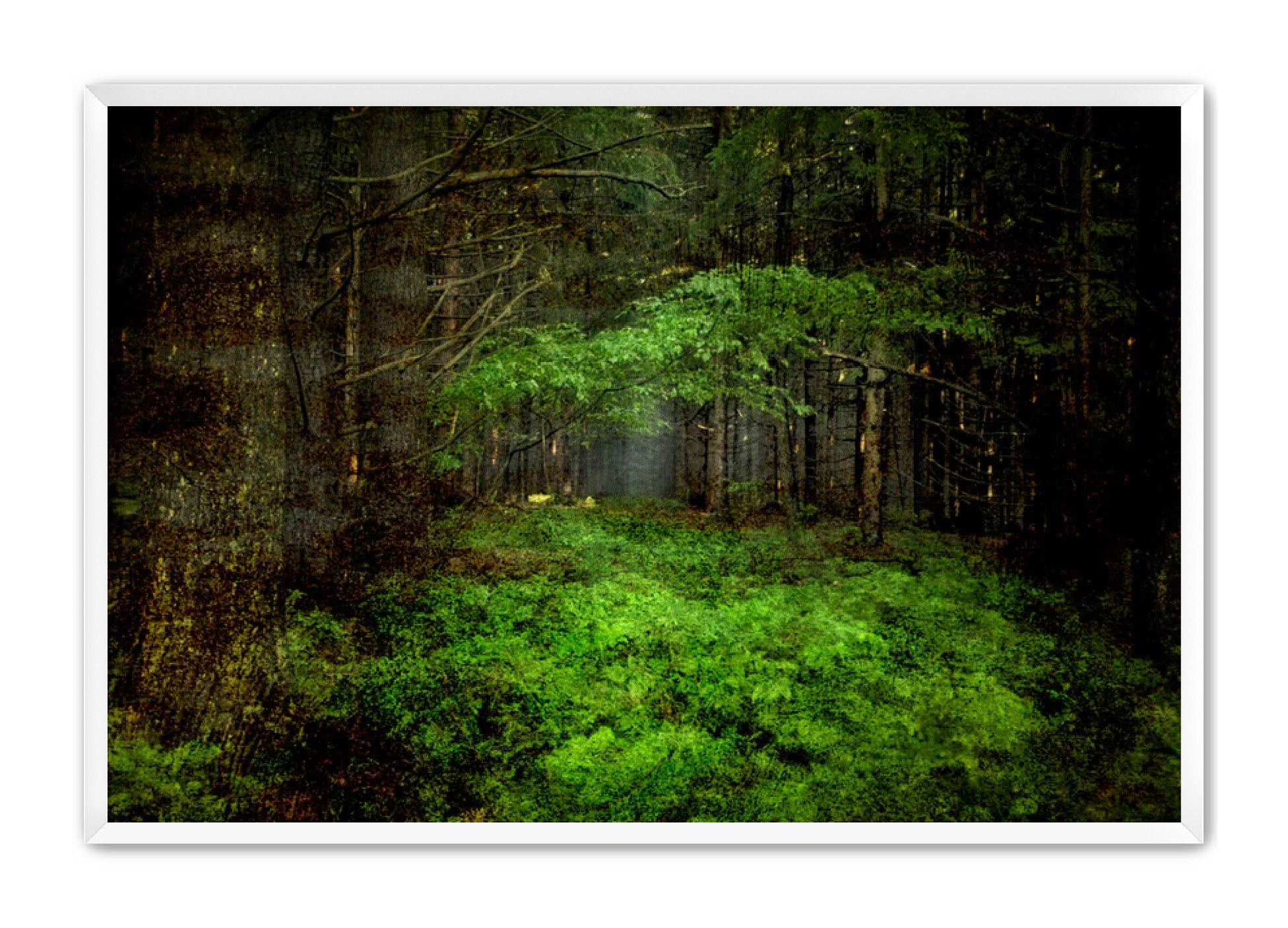 PhotoArt Prints 'TEXTURED TREES 3' Danielle Neumann Kelly