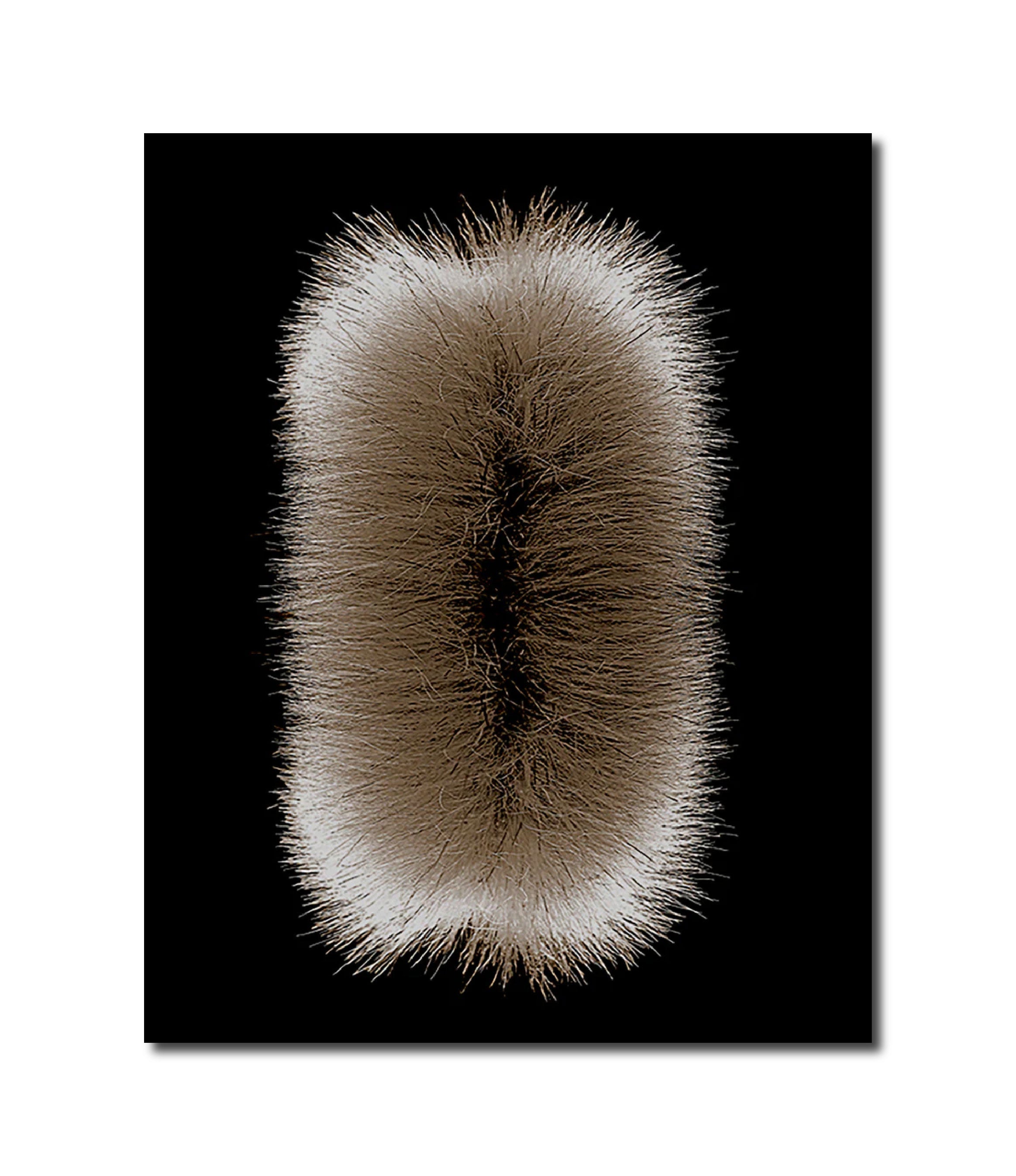 Botanical photography 'FUZZY TOP' - Digital Photo Allan Baillie