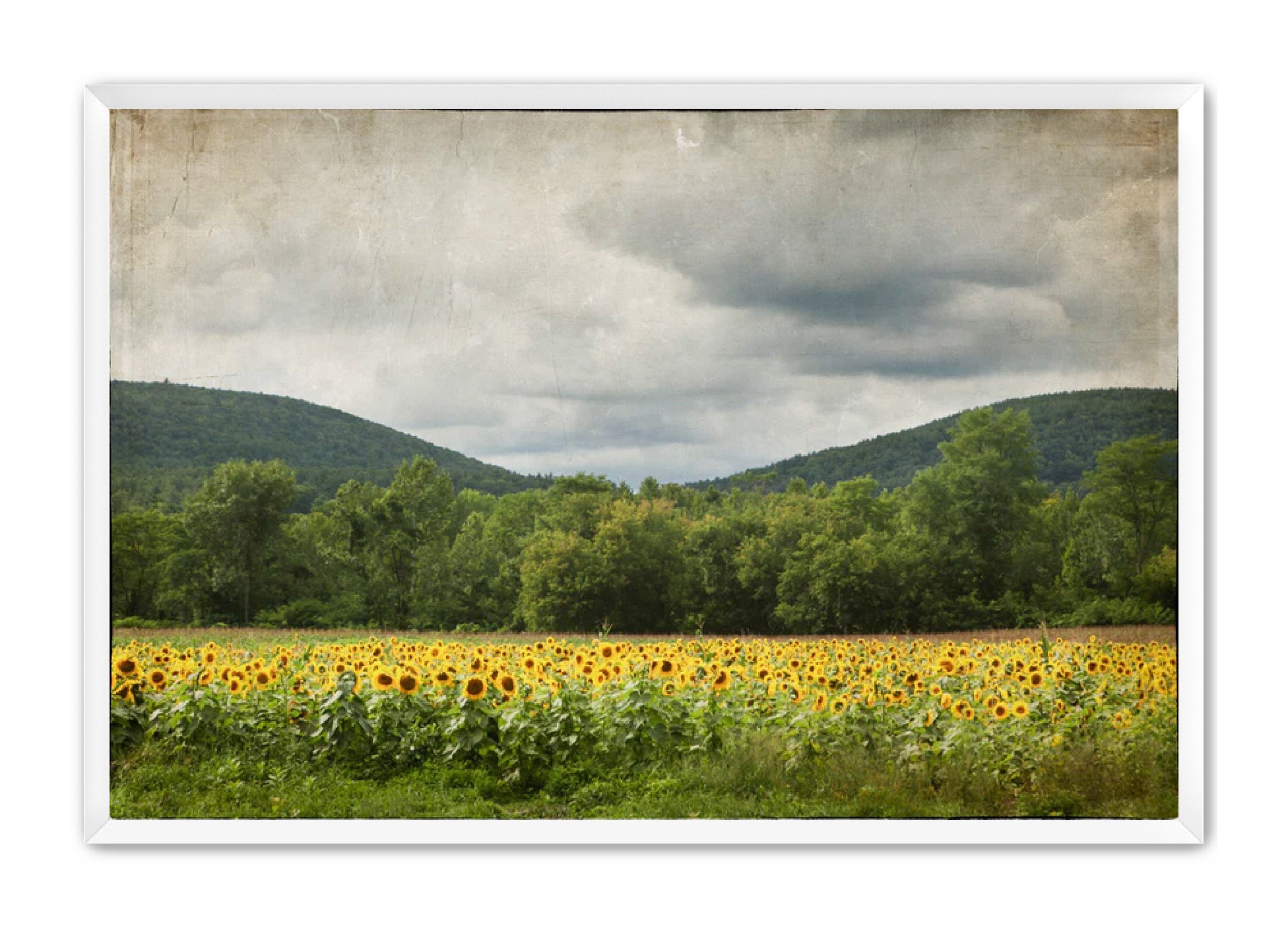 PhotoArt Prints 'SUNFLOWERS' Danielle Neumann Kelly