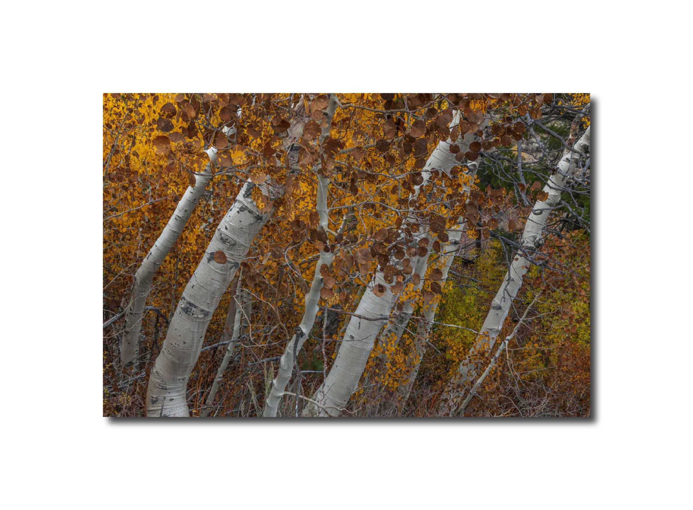 Landscape Photography Aspens, Parker Lake, Ansel Adams Wilderness, California Peter Essick