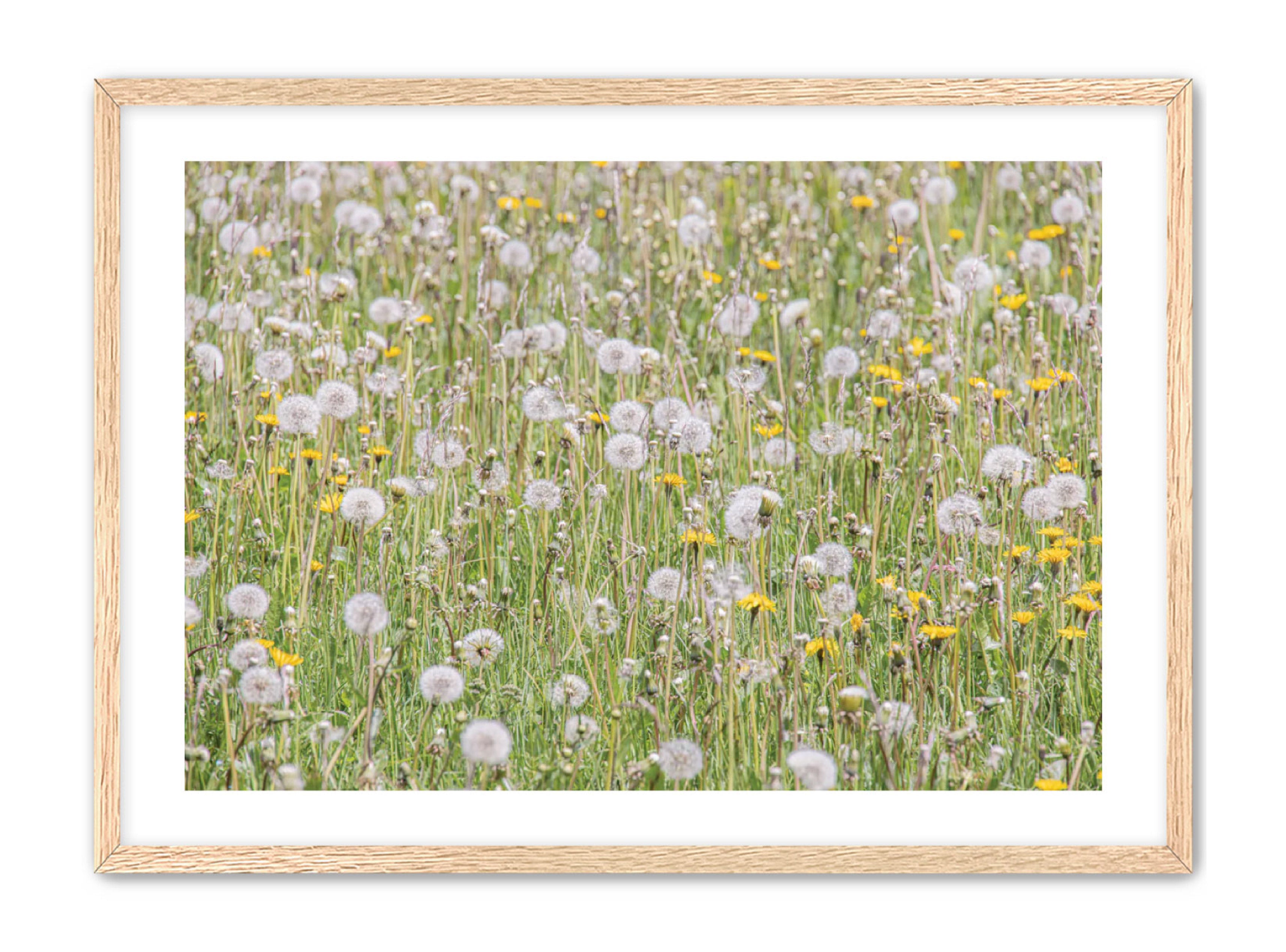 photography Prints 'FIELD OF FLOWERS' Erin Rudzinski