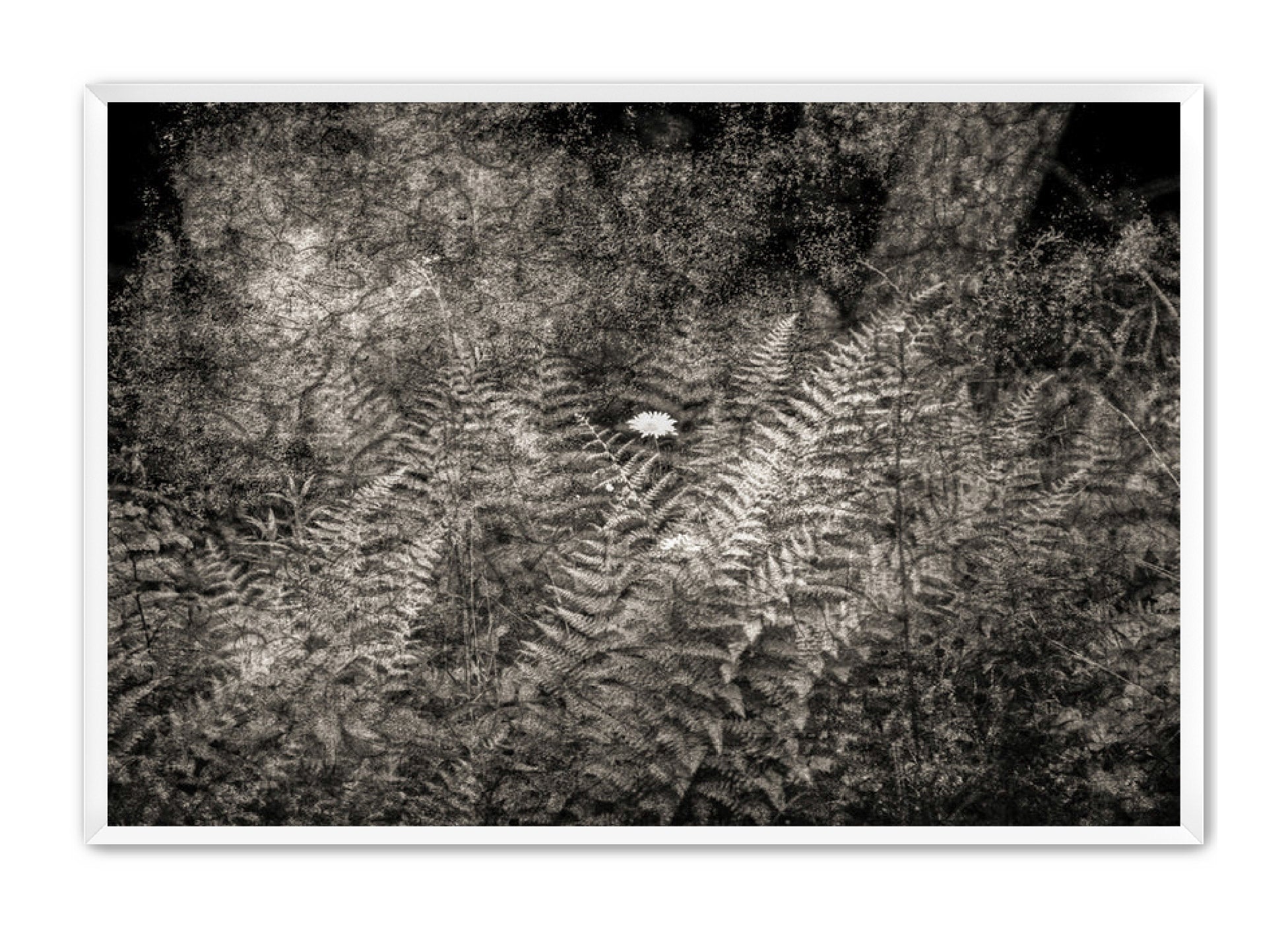 PhotoArt Prints 'FERNS' Danielle Neumann Kelly