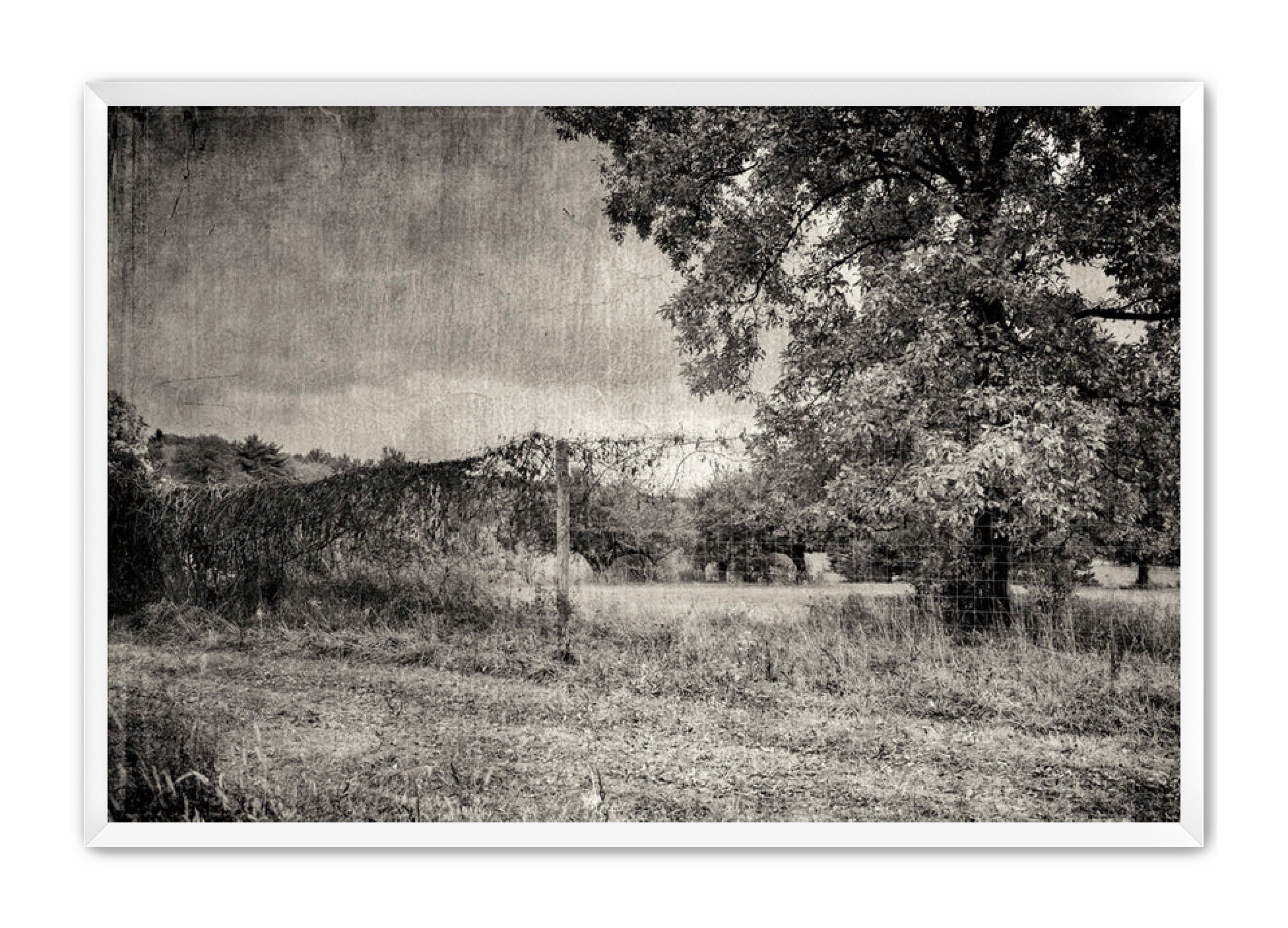 PhotoArt Prints 'ORCHARD B/W' Danielle Neumann Kelly