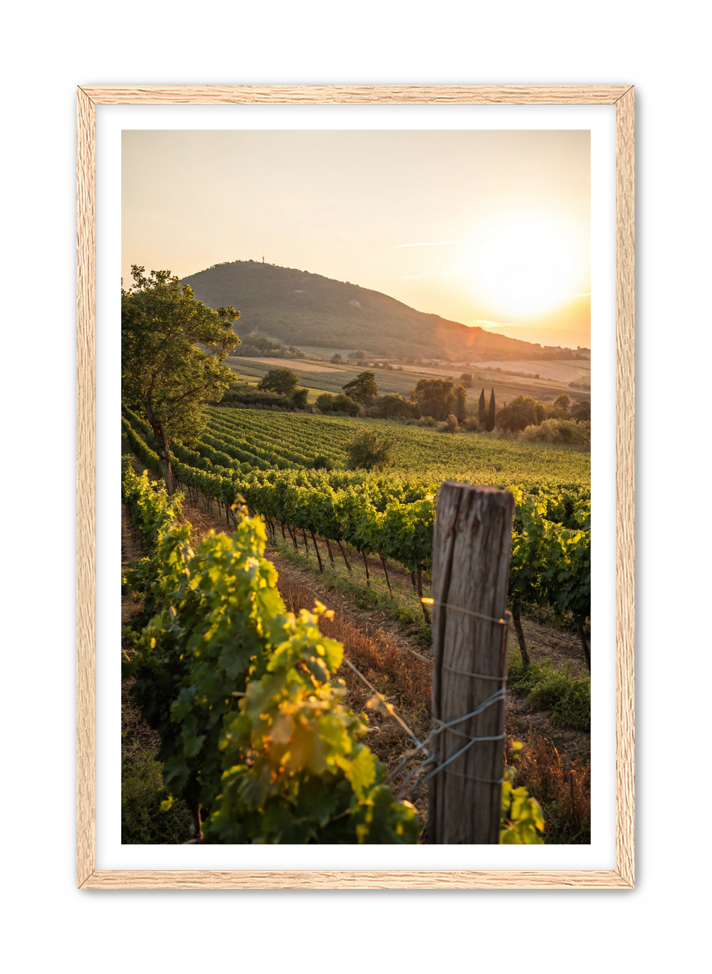 Apricus Prints 'Vines on the Vineyard' Apricus Art Collection