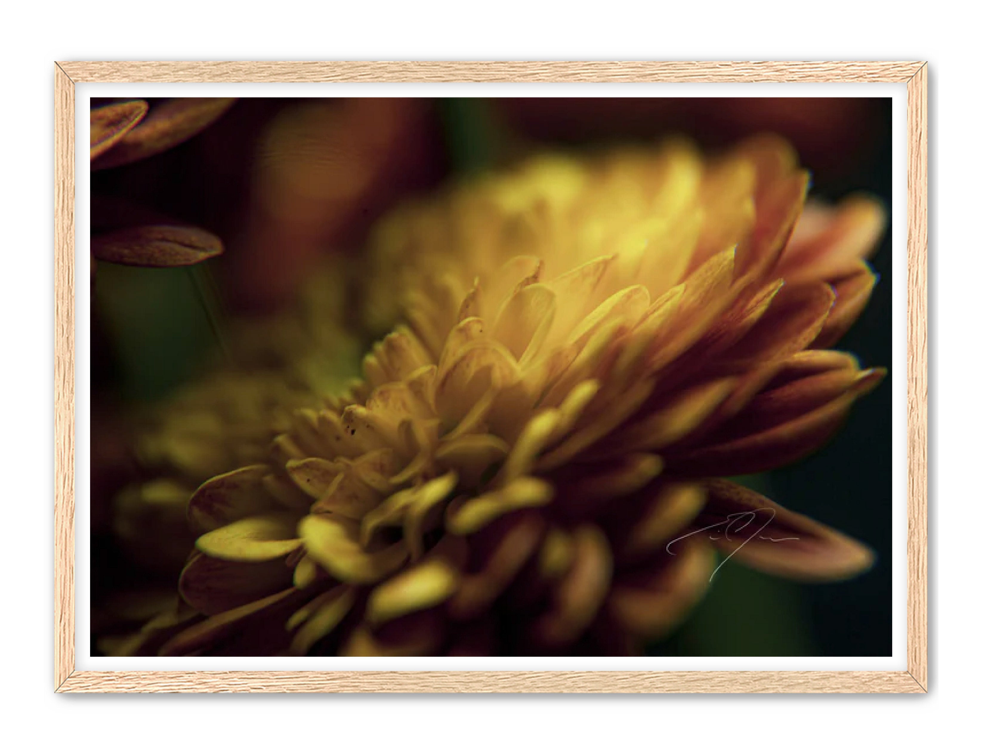 Art Contemporary Photography Prints 'Petal's Glow' Eric C. Jackson Studio