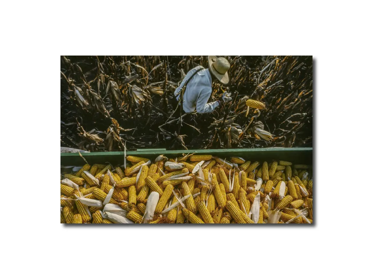 Figurative Photography Amish cornhusker on his farm near LaGrange, Indiana. Peter Essick