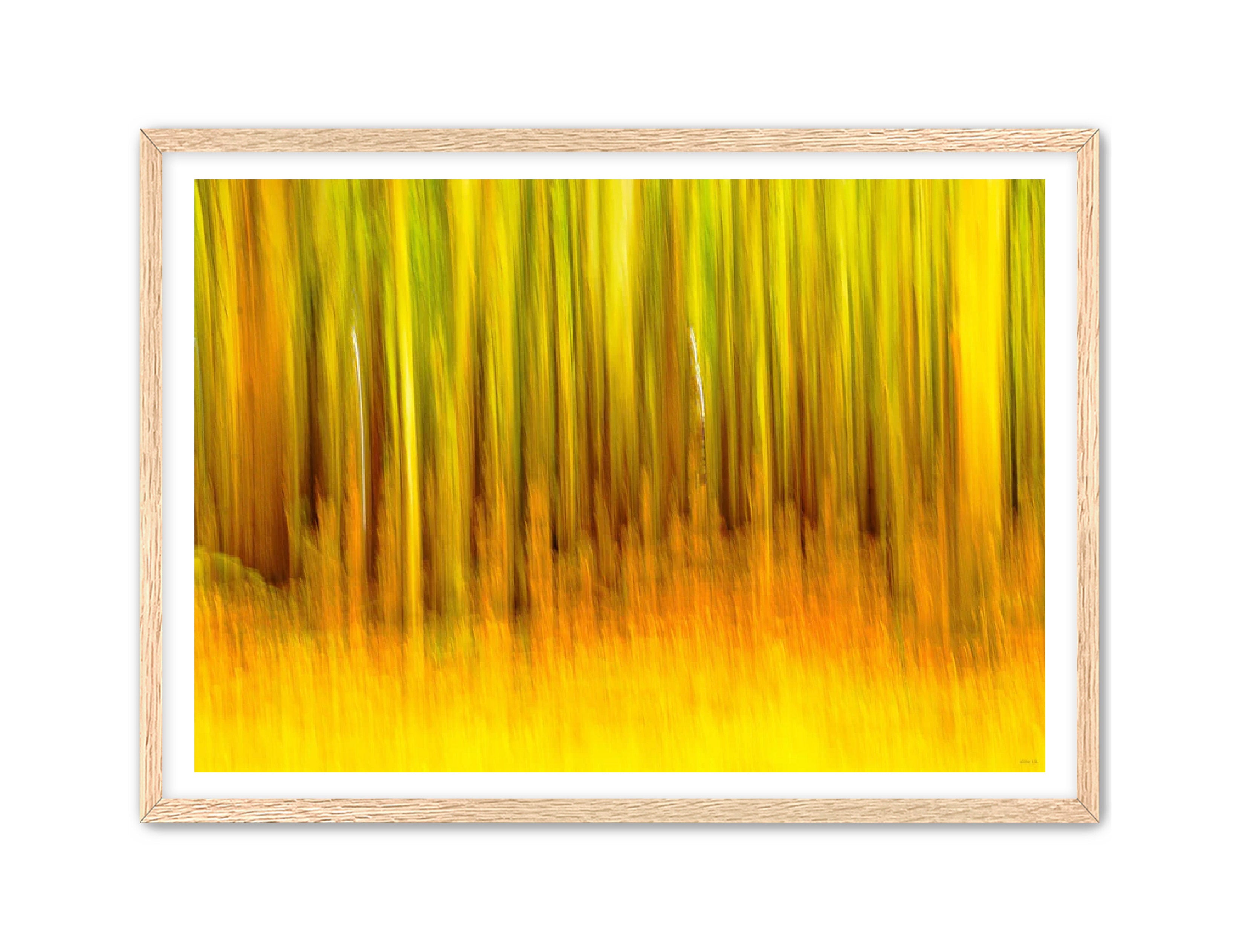 Abstract Photography Prints 'The forest' Aline Karagozlu