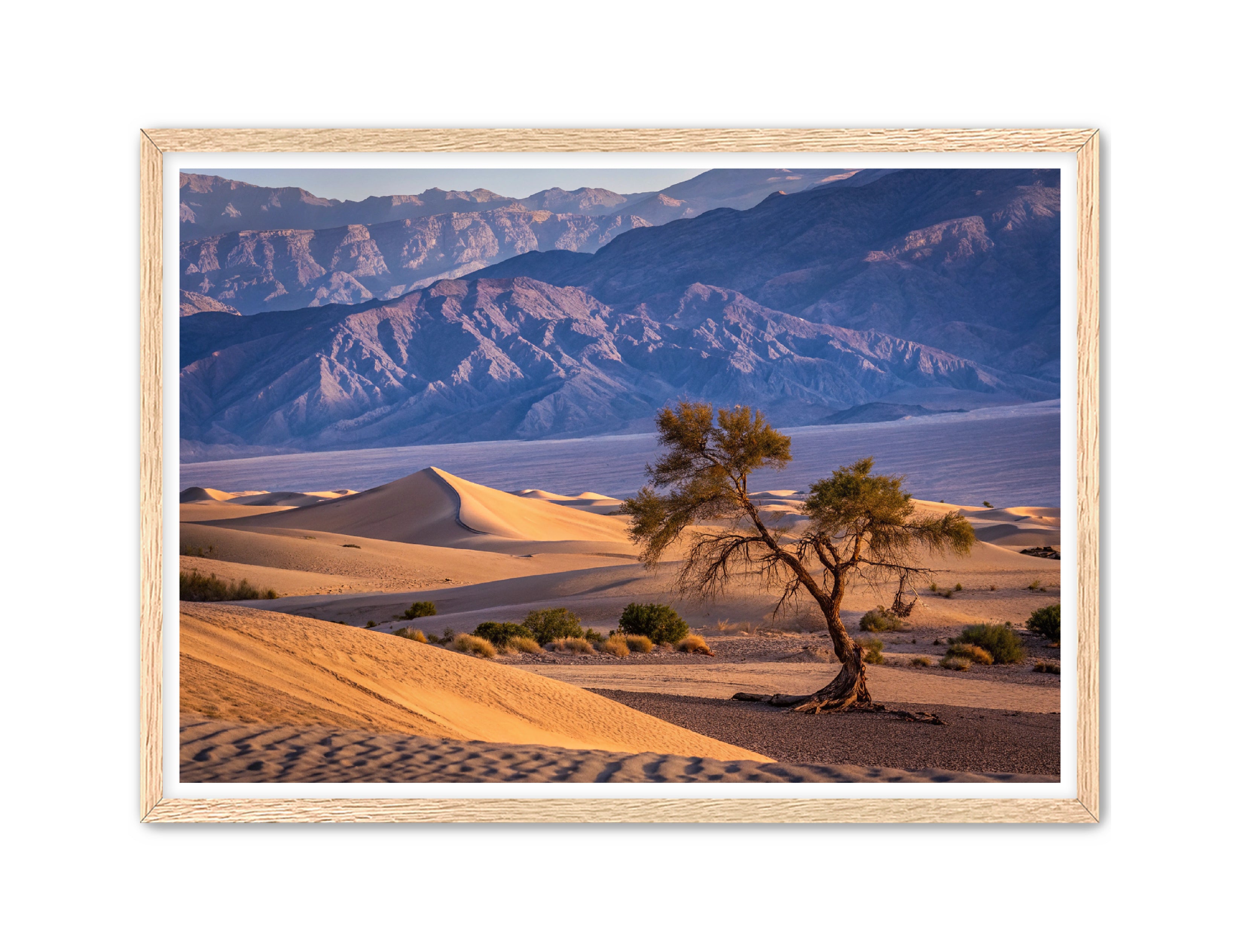 Apricus Prints 'Alone in the Desert' Apricus Art Collection