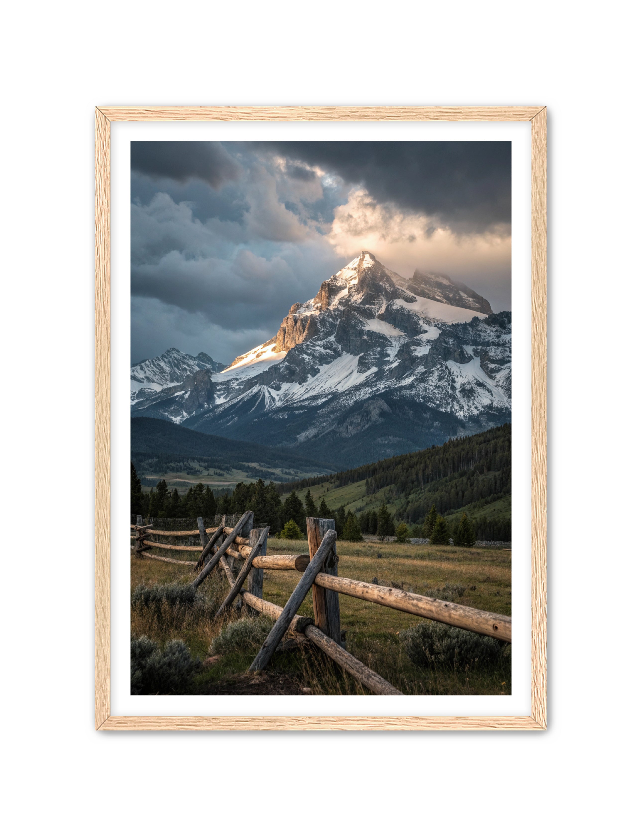 Apricus Prints Vaquero 'Fenced-in' Apricus Art Collection