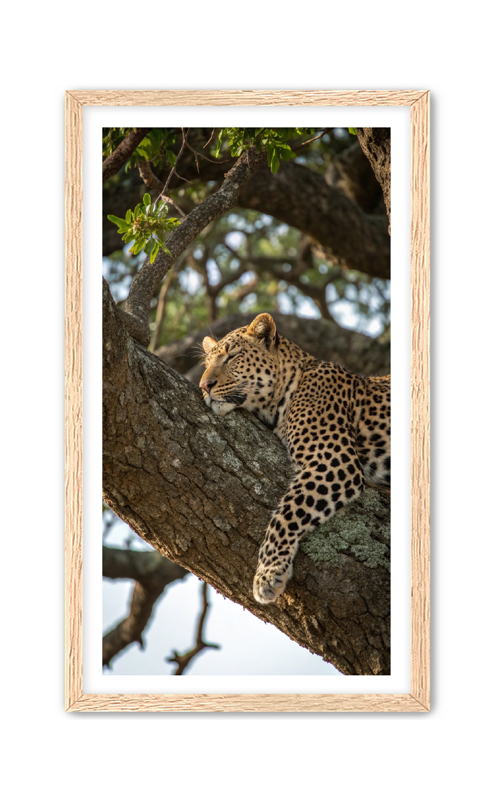 Apricus Prints 'Nap Time' Apricus Art Collection