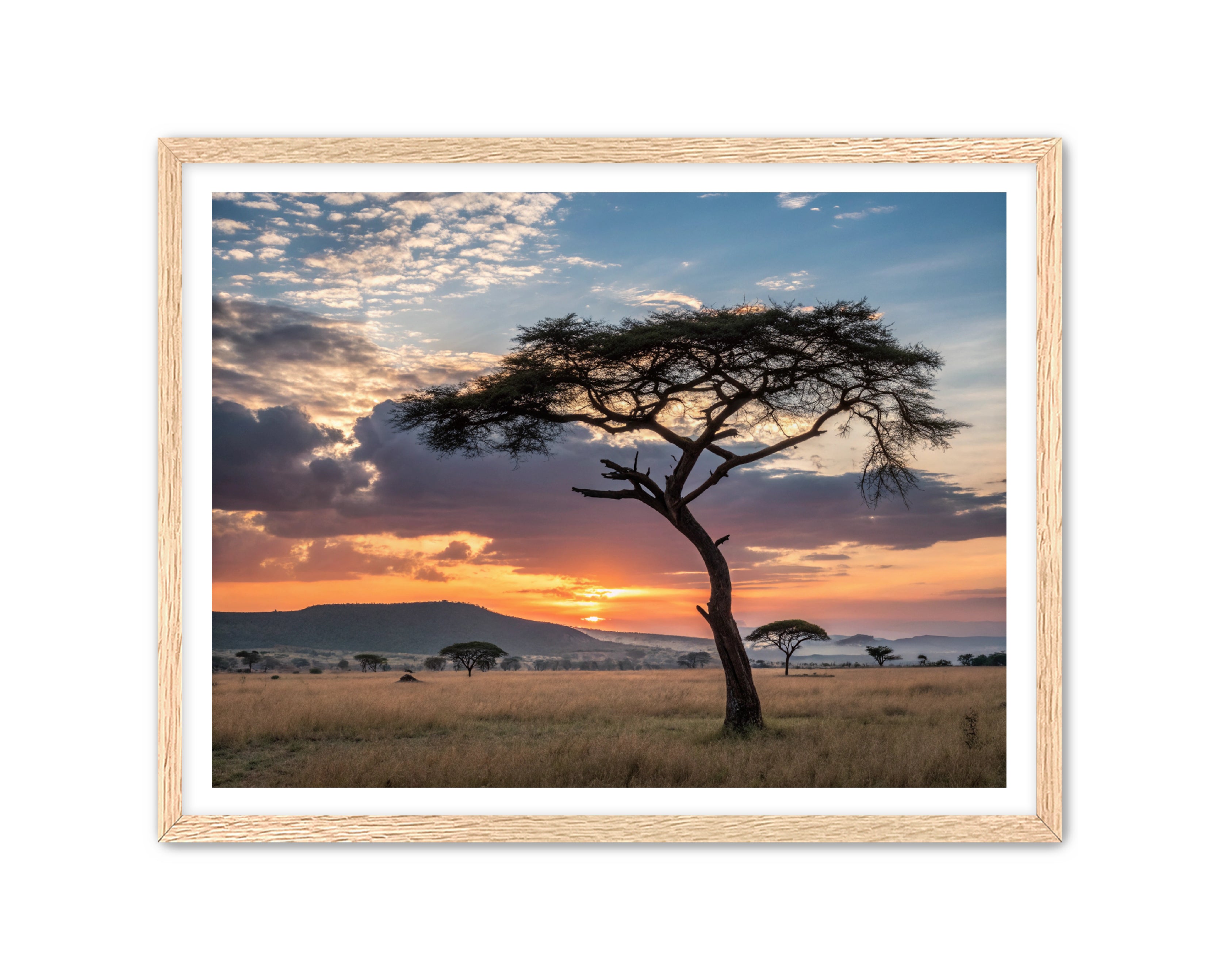 Apricus Prints 'Sunset on the Grounds' Apricus Art Collection