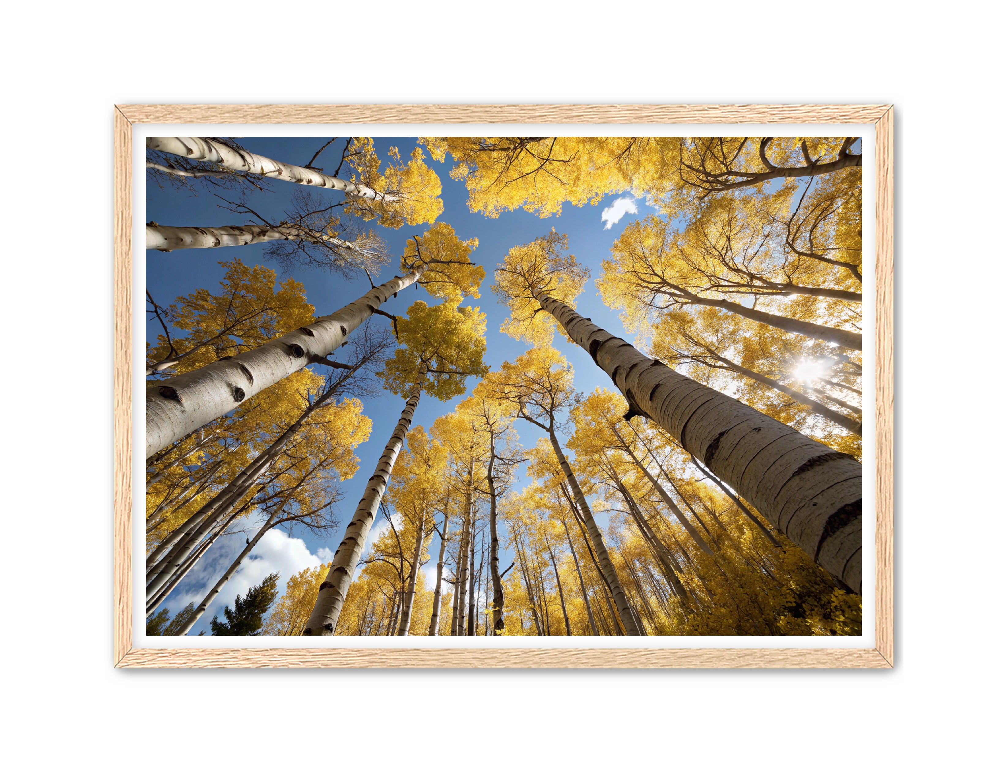 Apricus Prints 'Golden Reach' Apricus Art Collection