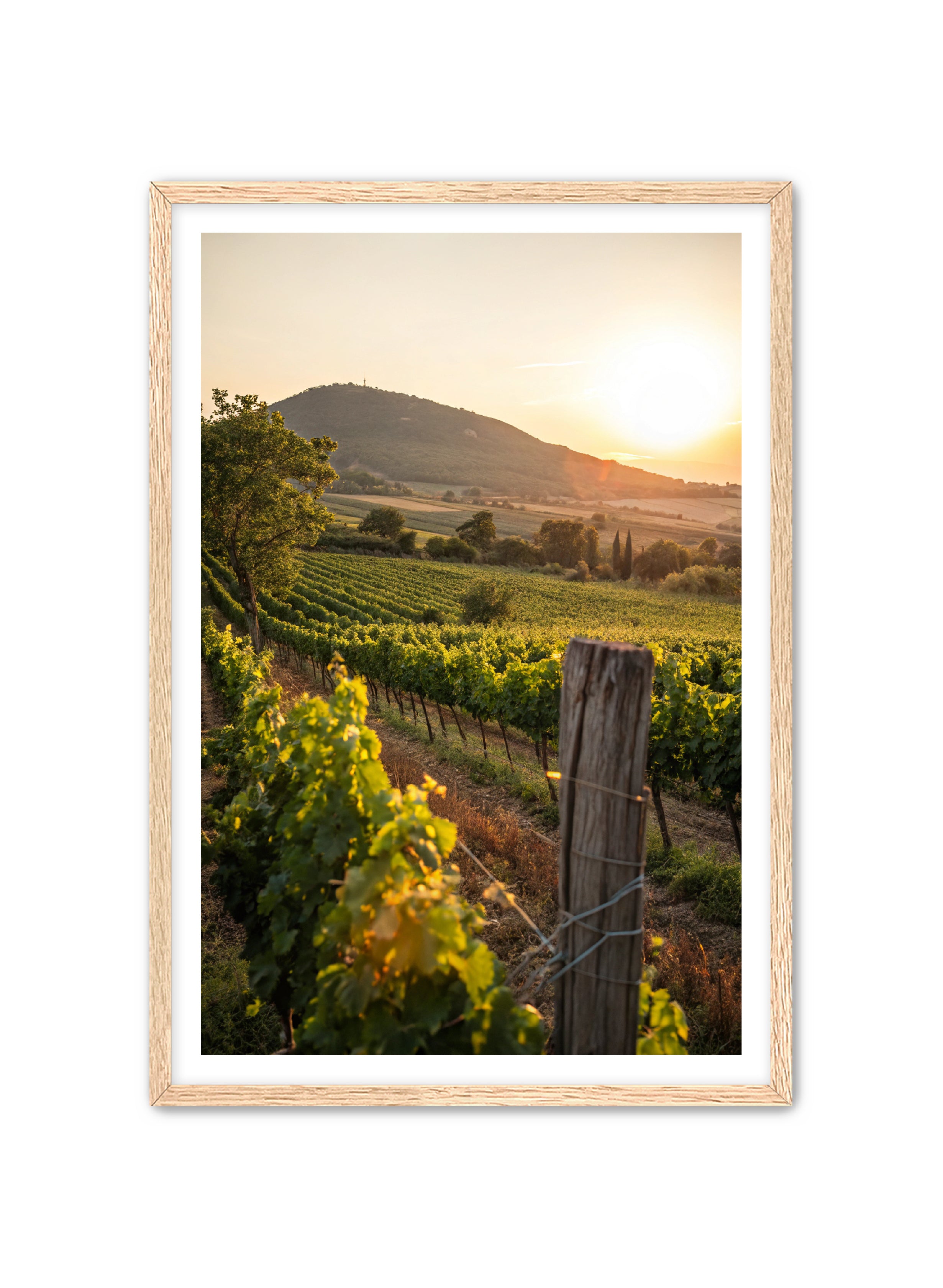 Apricus Prints 'Vines on the Vineyard' Apricus Art Collection