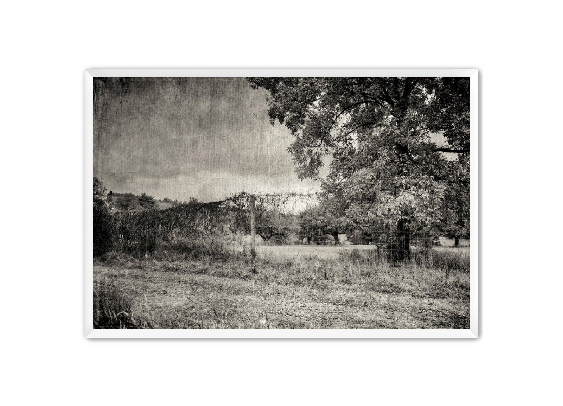 PhotoArt Prints 'ORCHARD B/W' Danielle Neumann Kelly