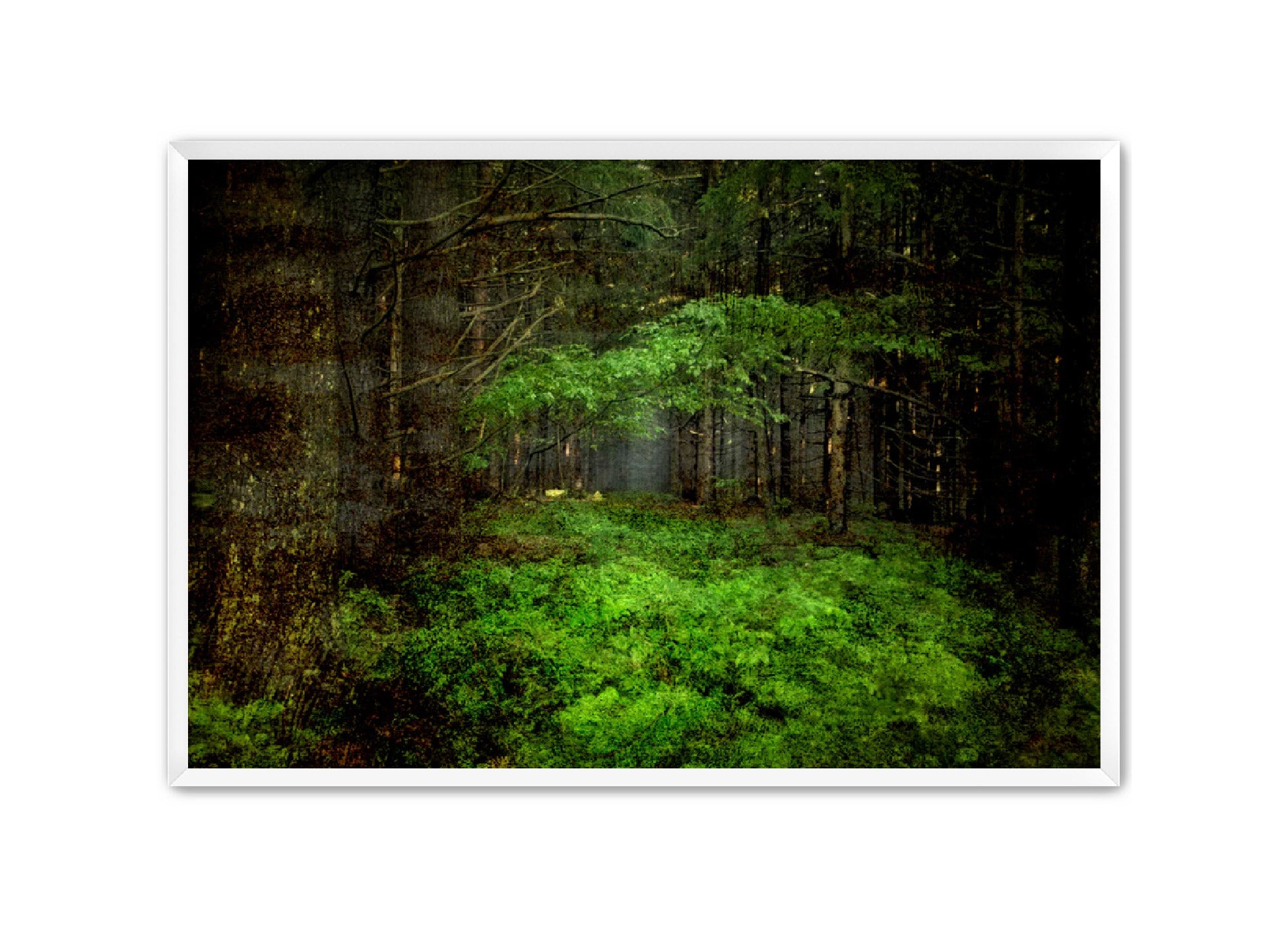 PhotoArt Prints 'TEXTURED TREES 3' Danielle Neumann Kelly