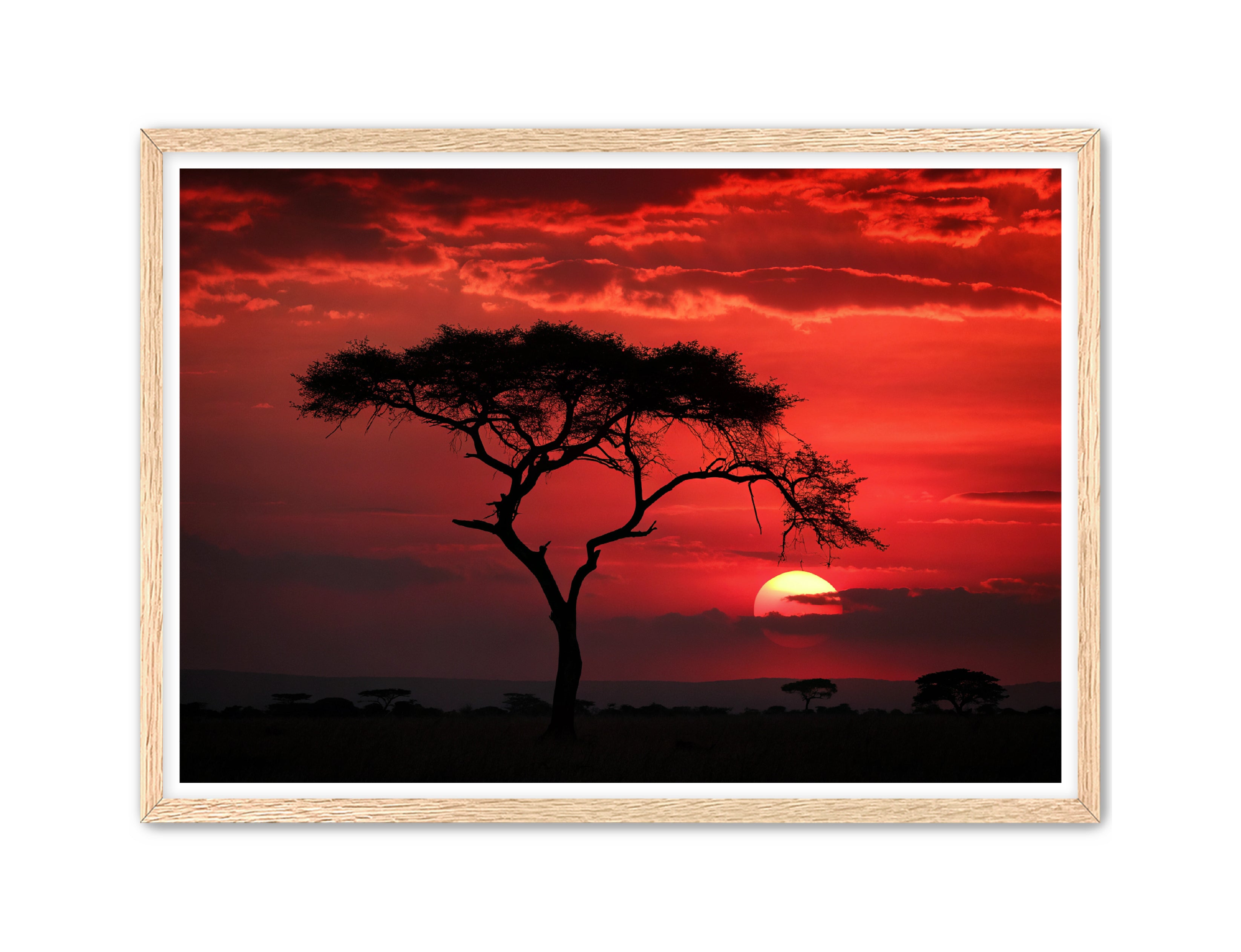 Apricus Prints 'Red Night' Apricus Art Collection