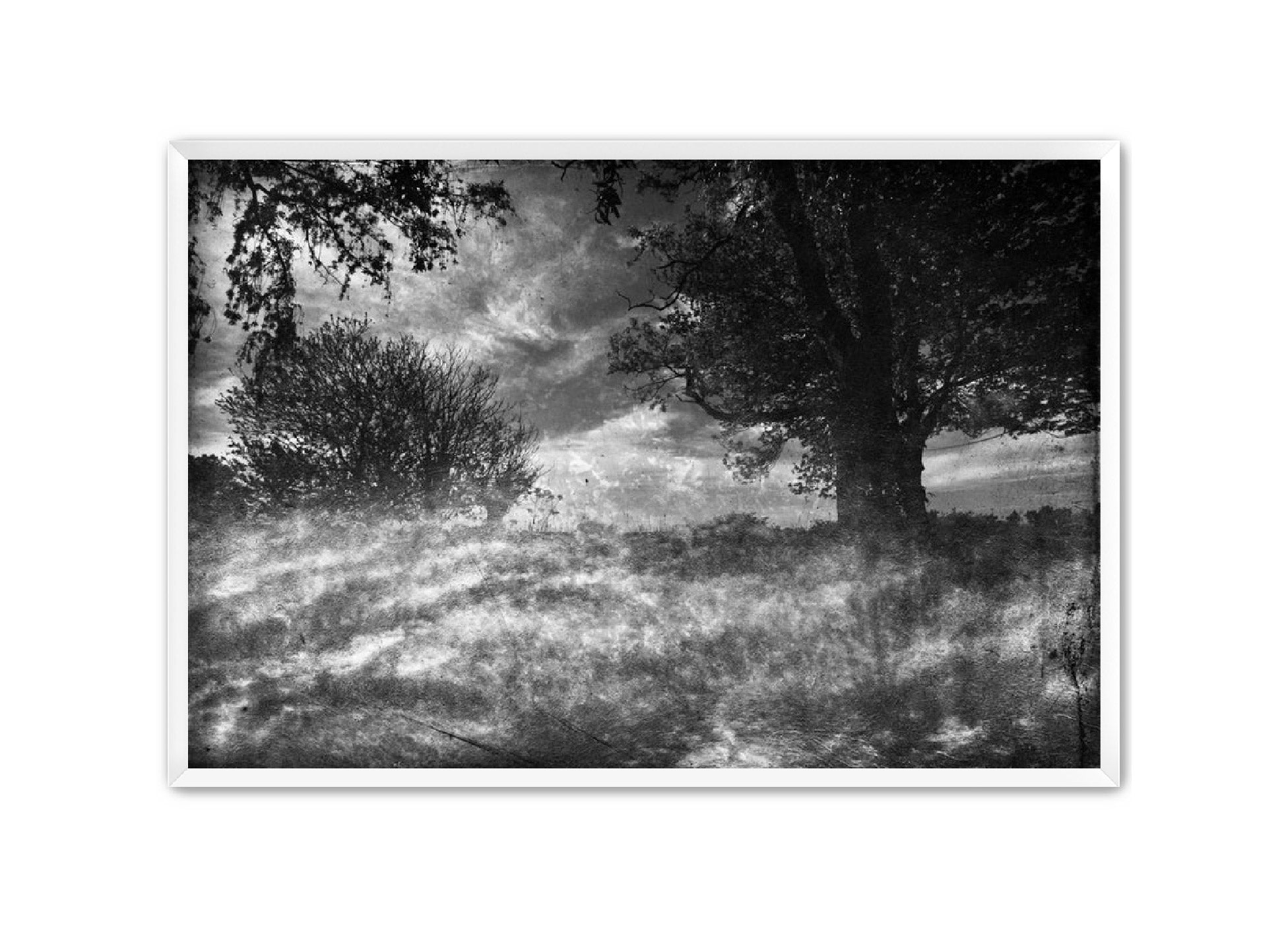 PhotoArt Prints 'CLOUDS IN TREES' Danielle Neumann Kelly