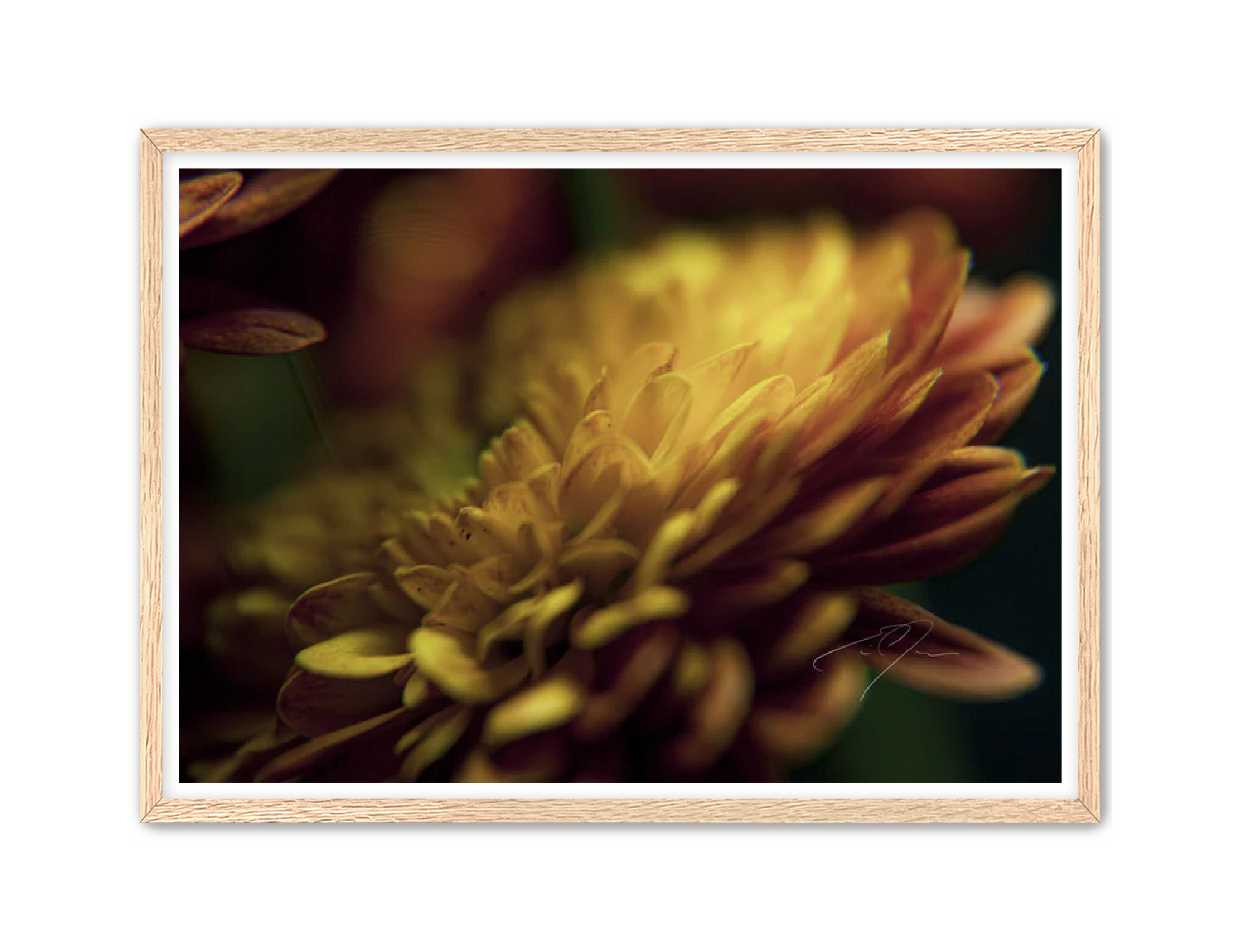 Art Contemporary Photography Prints 'Petal's Glow' Eric C. Jackson Studio