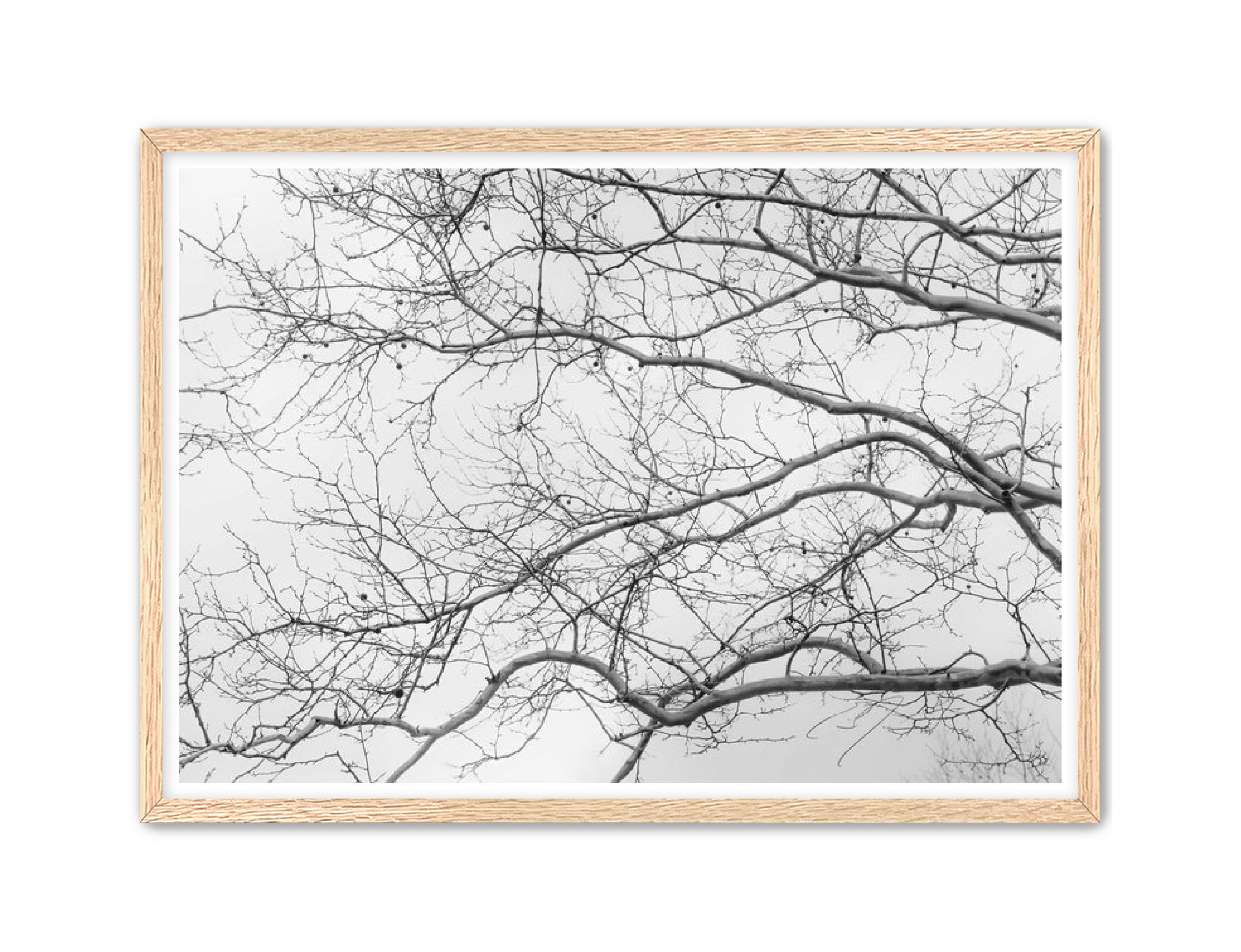 Art Contemporary Photography Prints 'Intertwined' Eric C. Jackson Studio