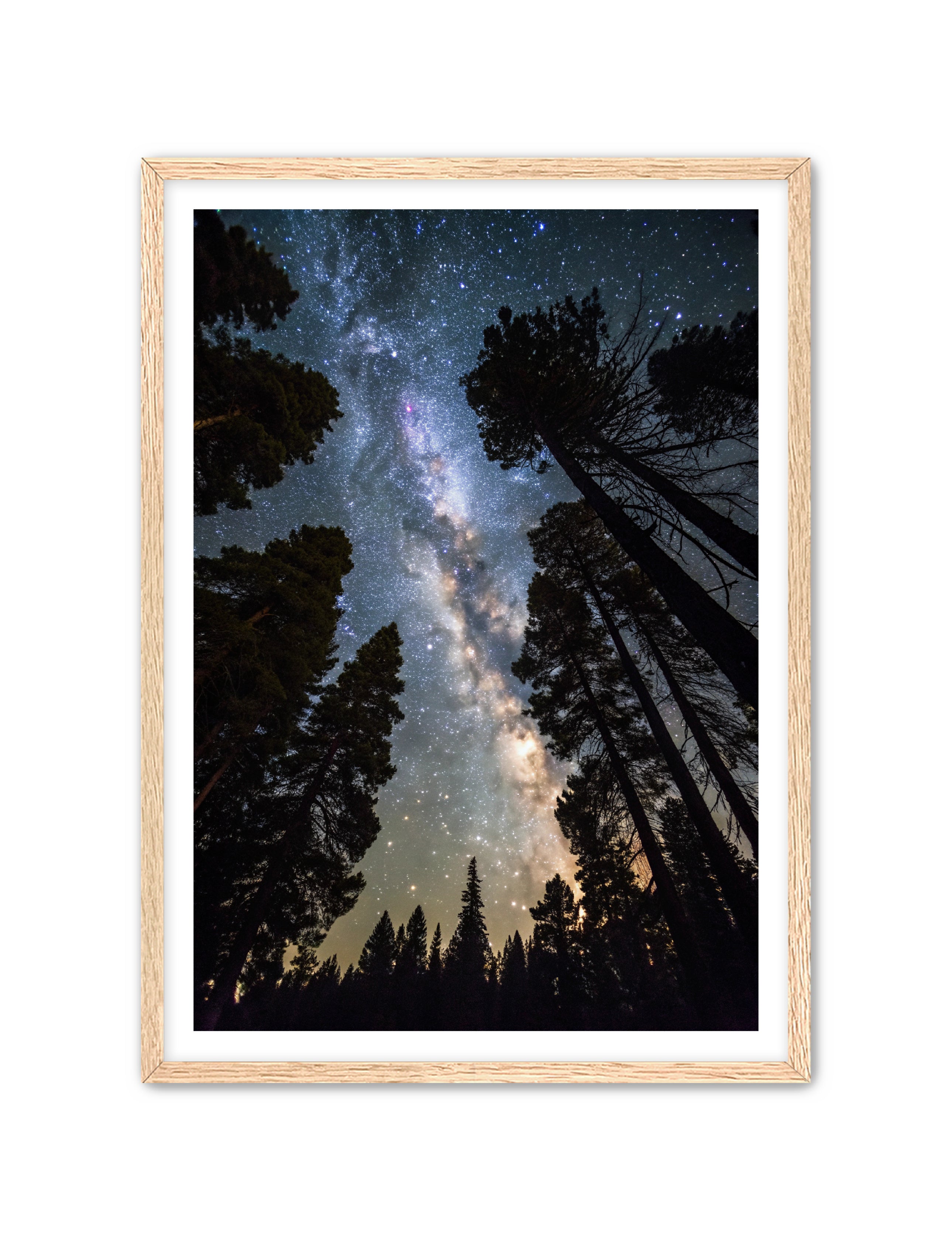 Apricus Prints 'Canopy of Eternity' Apricus Art Collection